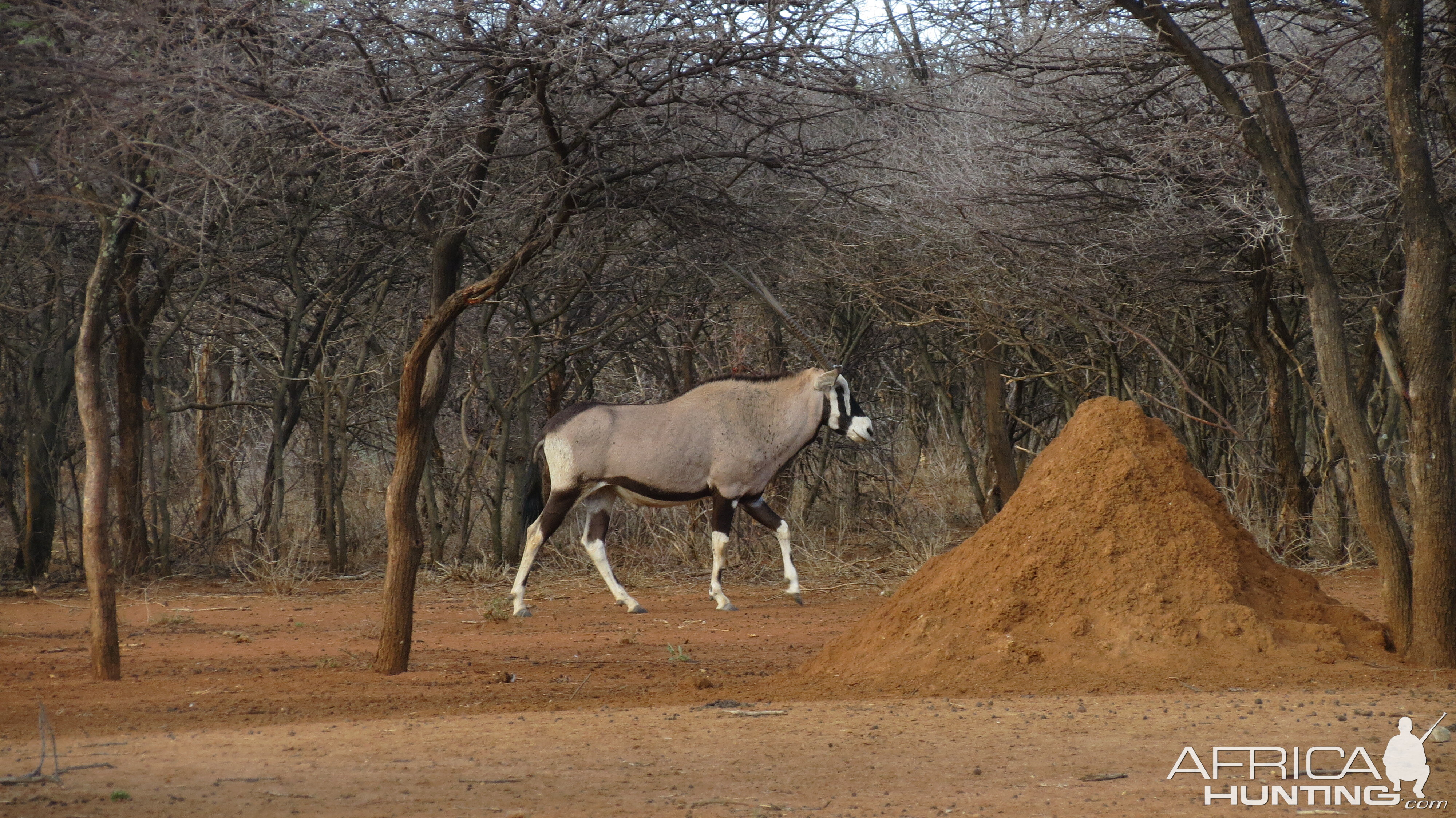 Gemsbok Namibia