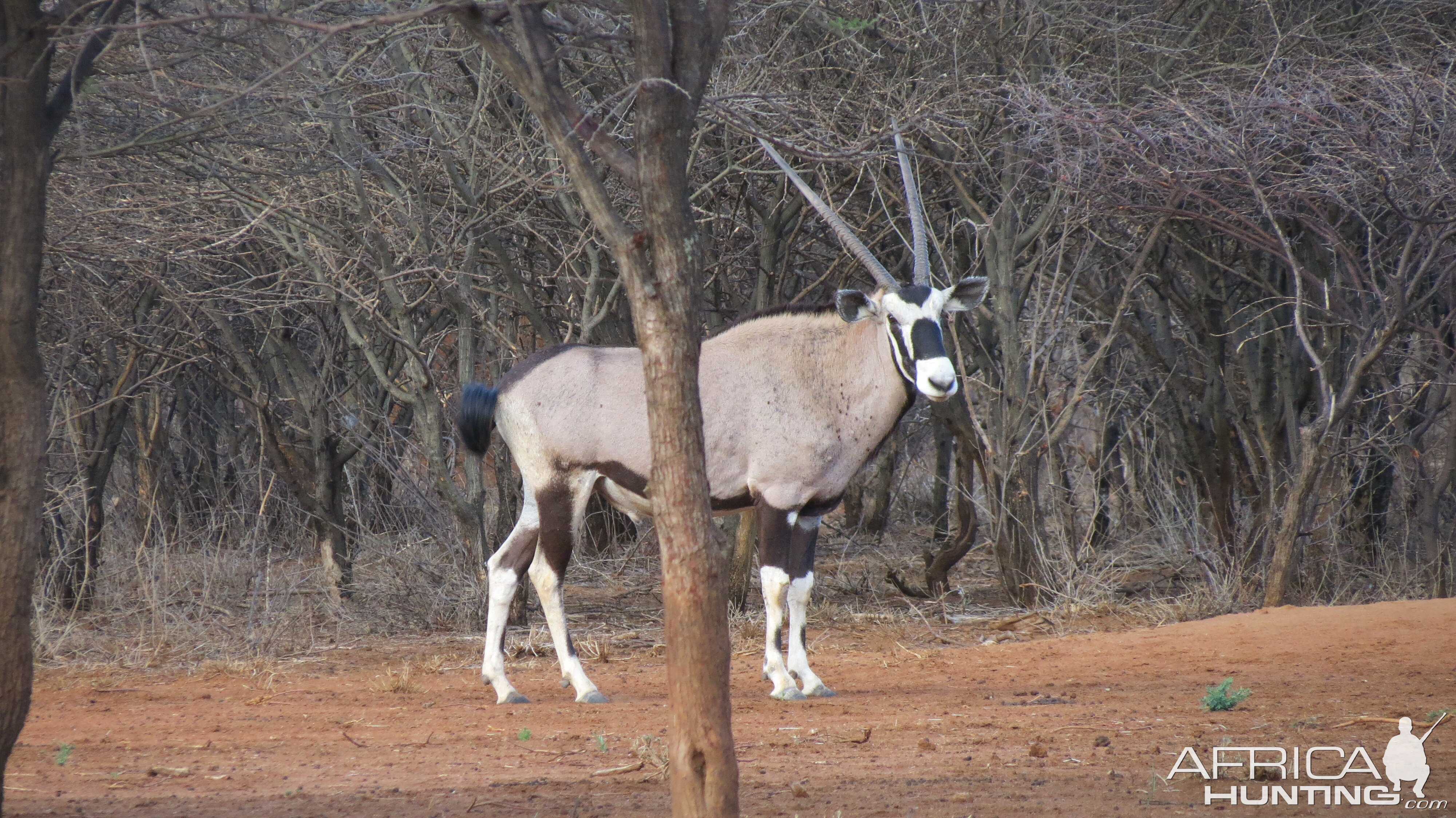 Gemsbok Namibia