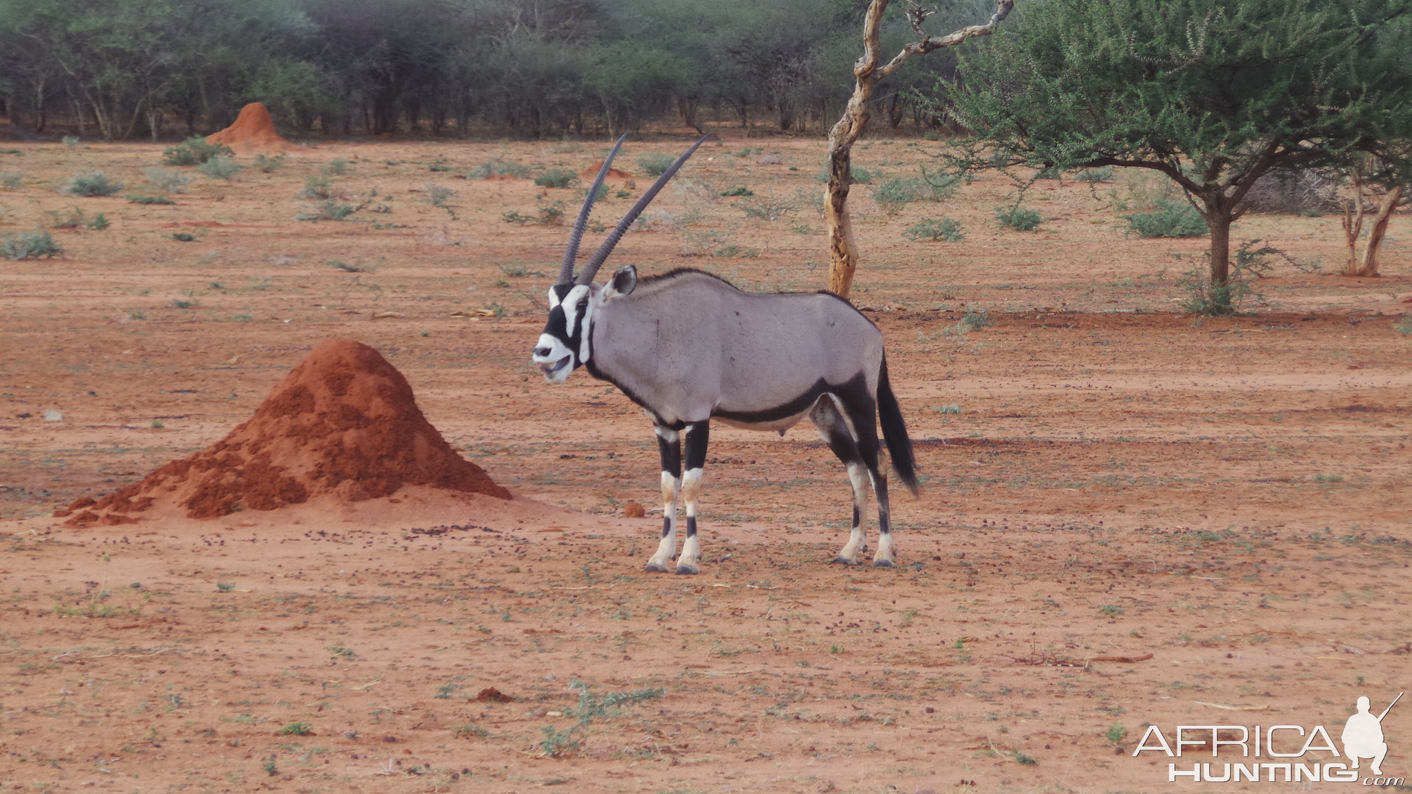 Gemsbok Namibia