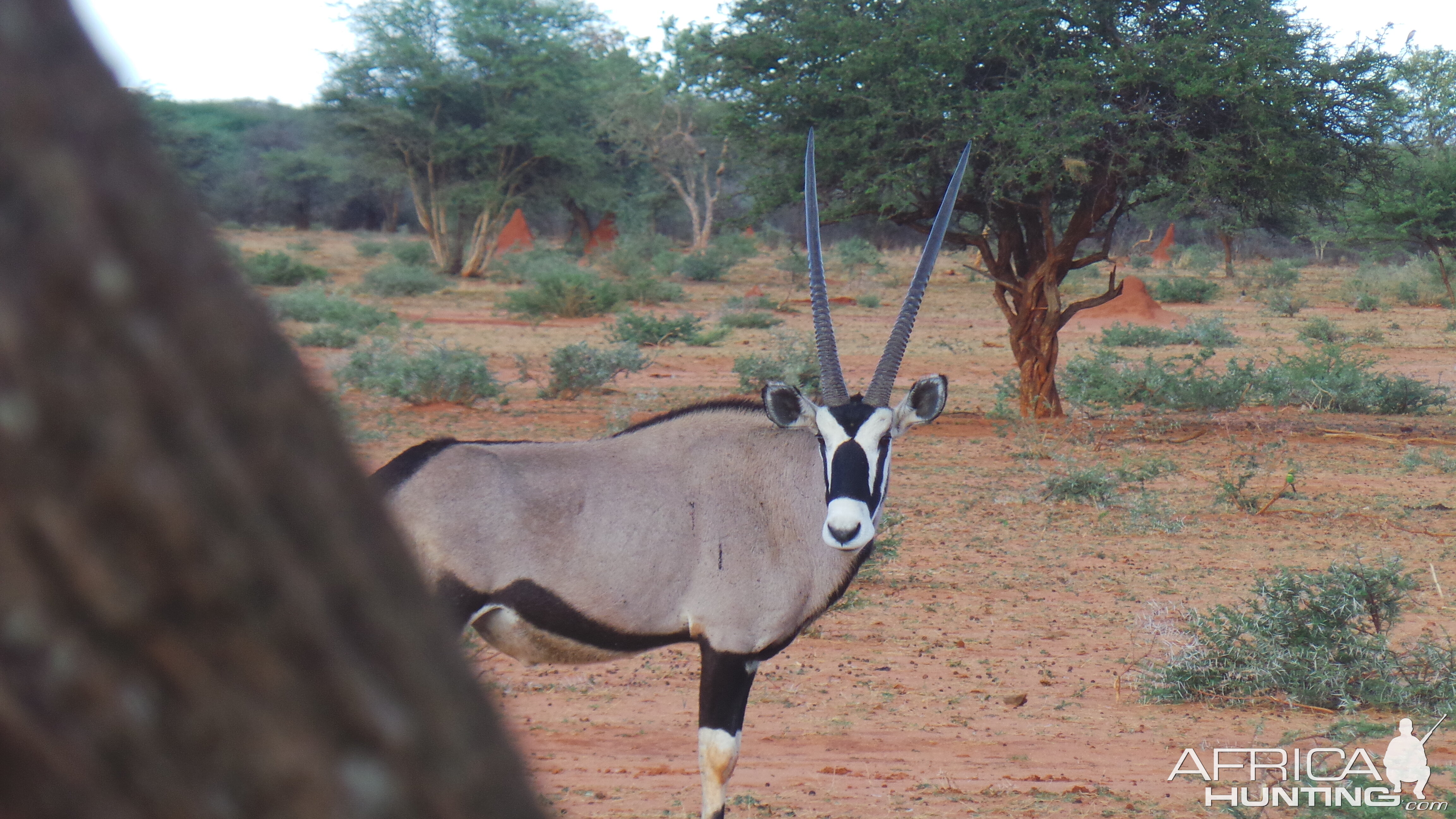 Gemsbok Namibia