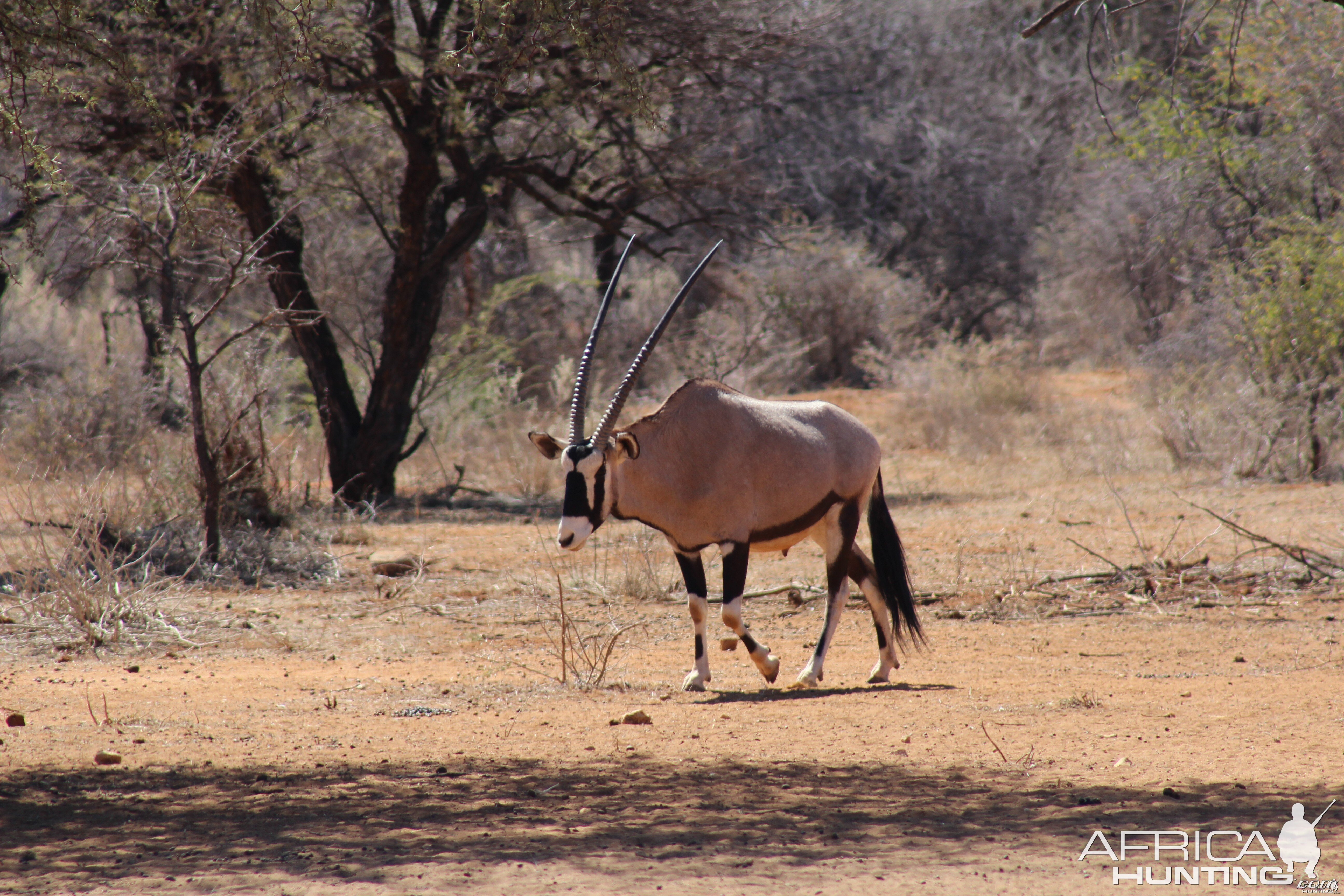 Gemsbok Namibia