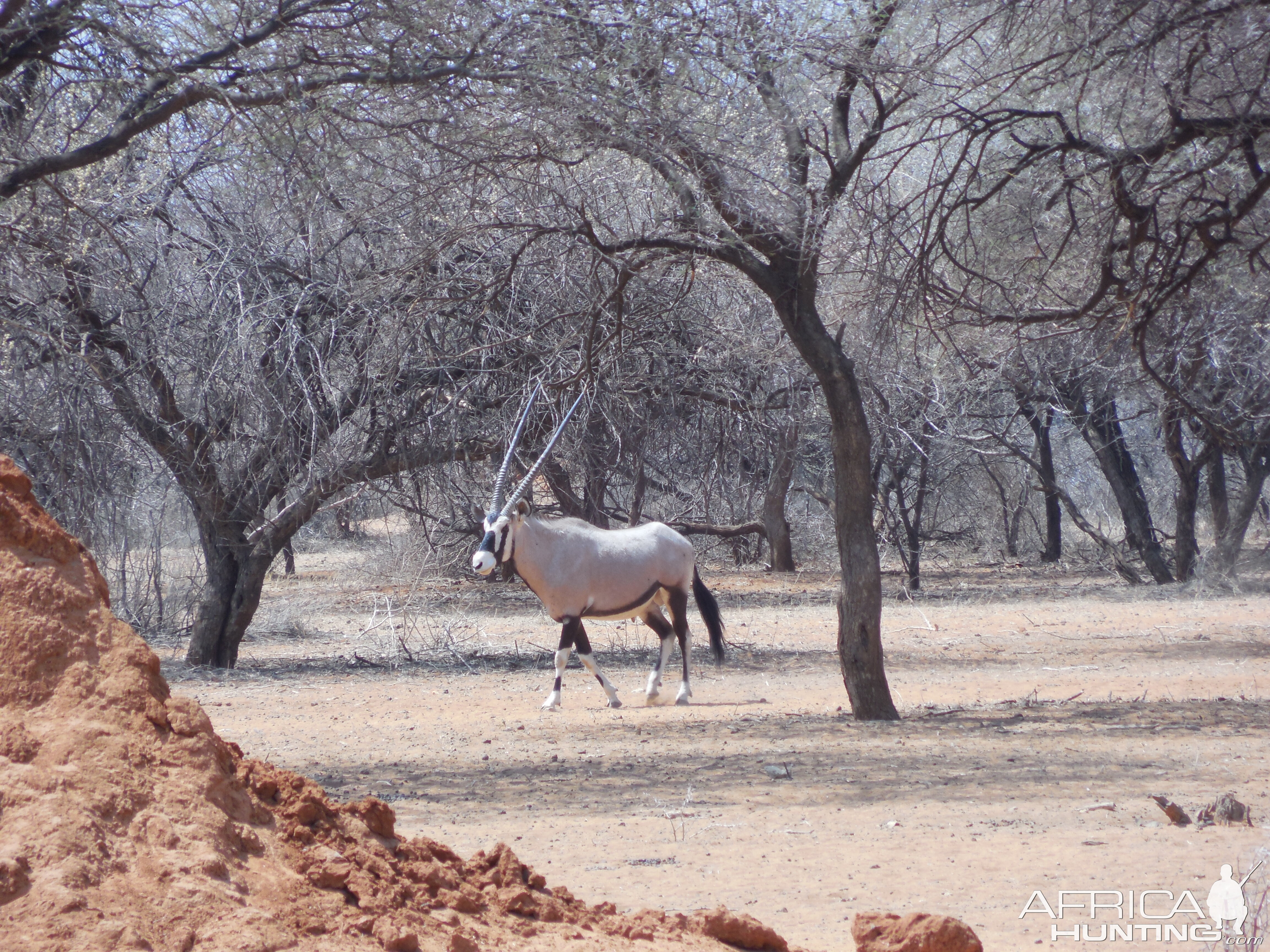 Gemsbok Namibia