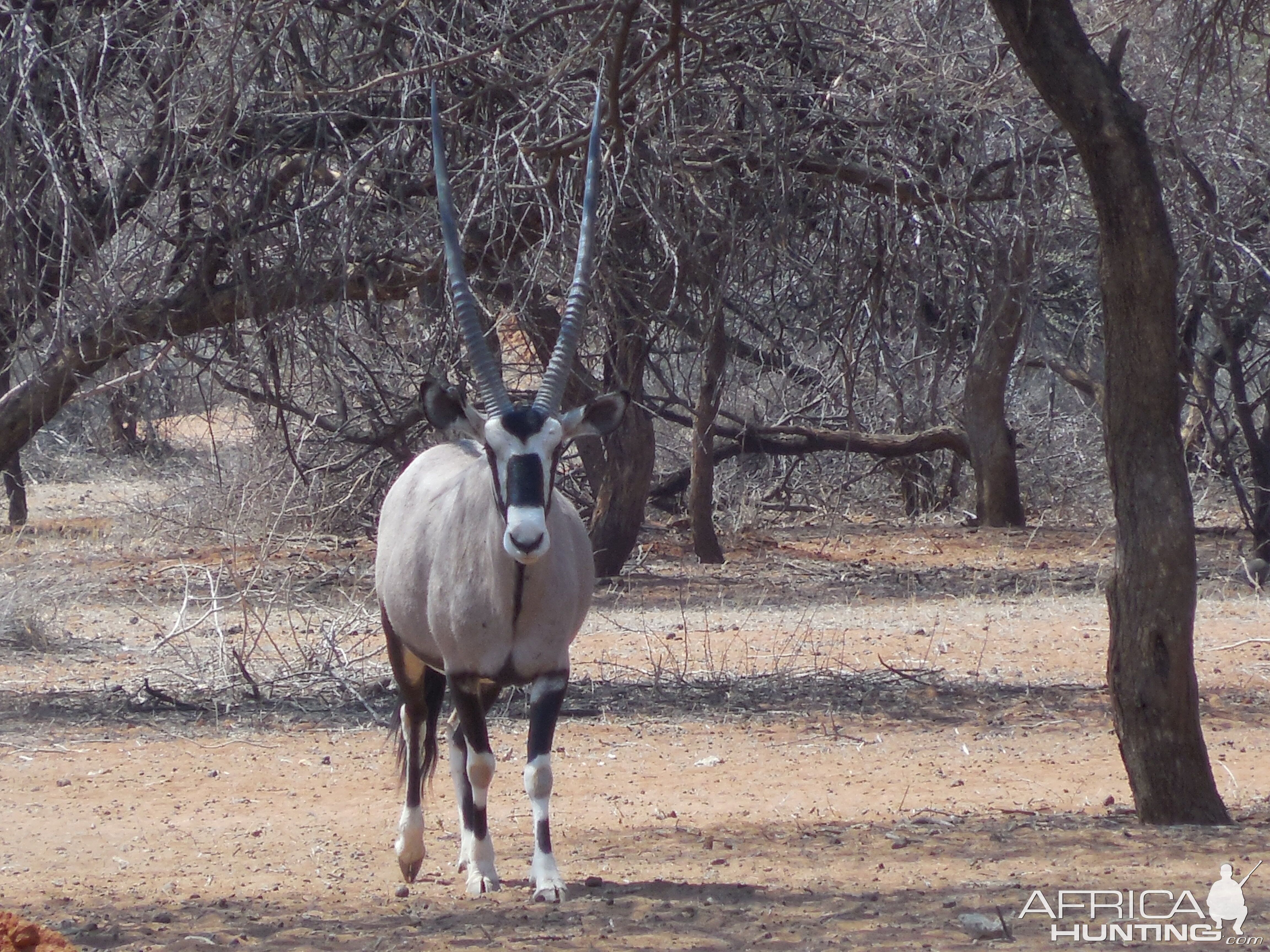 Gemsbok Namibia