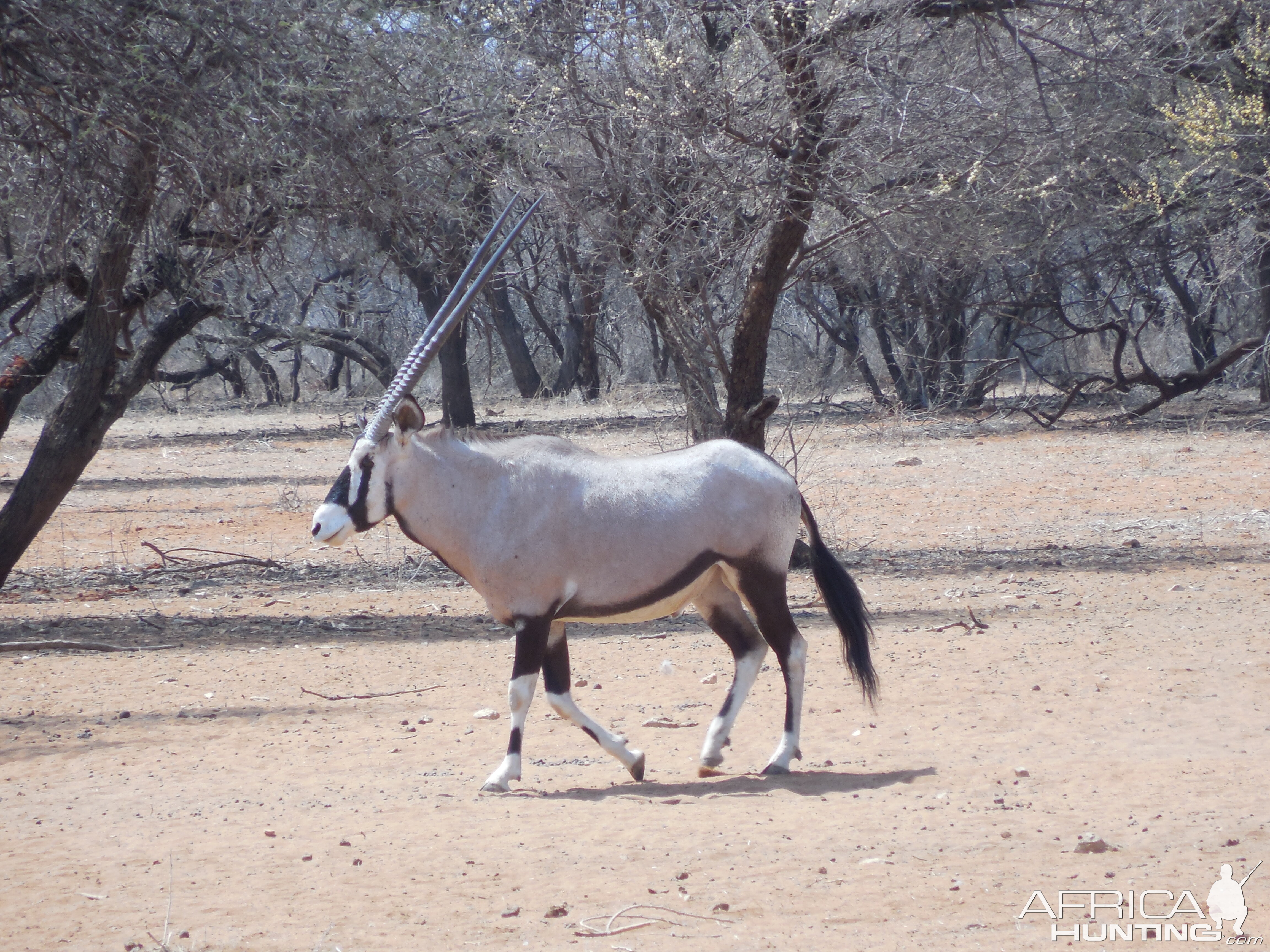 Gemsbok Namibia