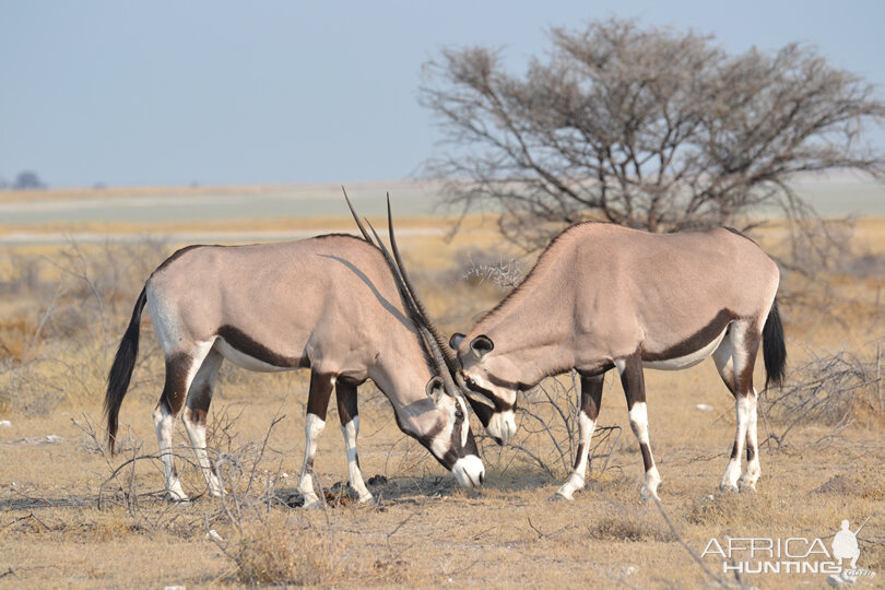 Gemsbok Namibia