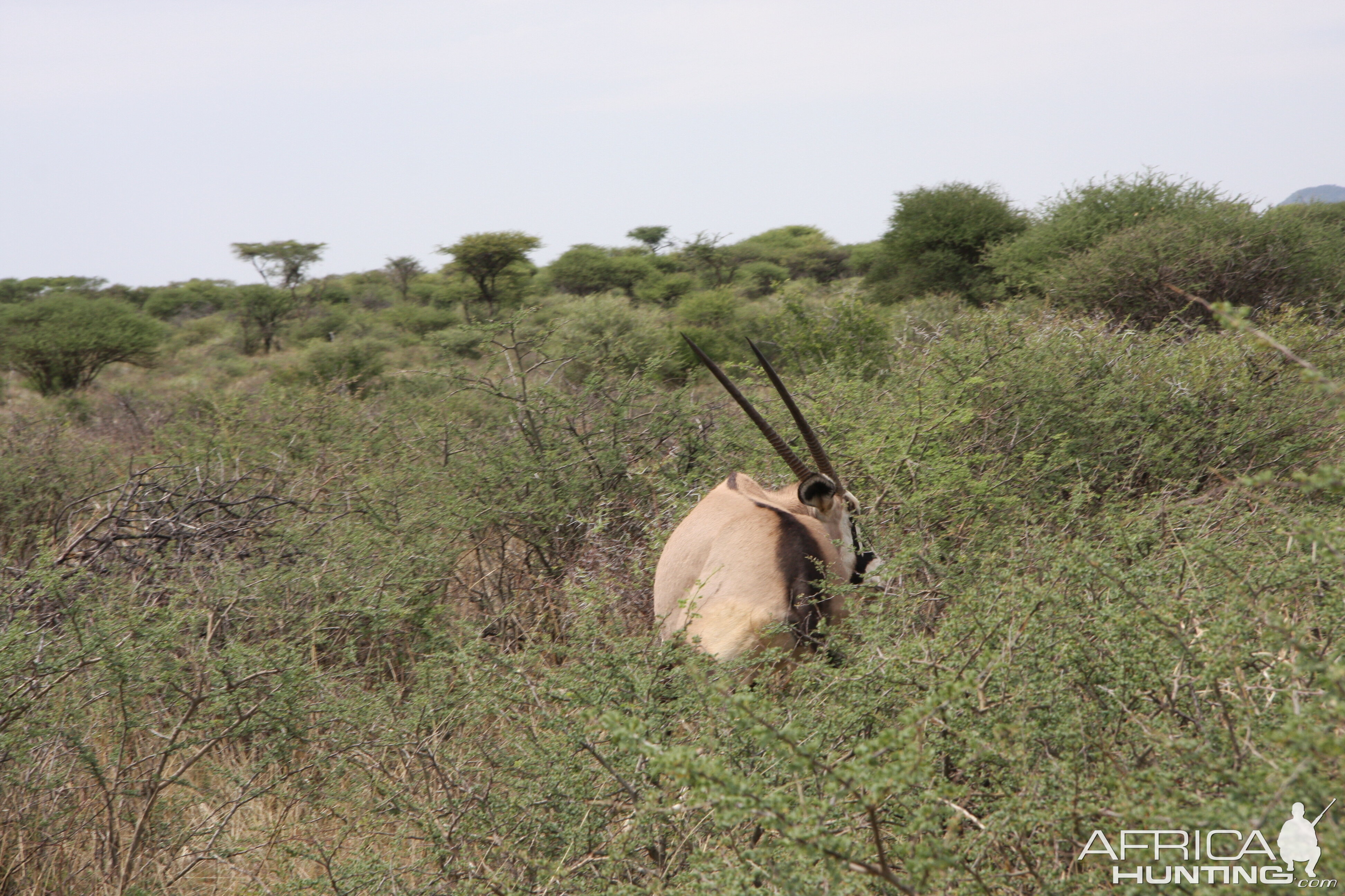 Gemsbok Namibia