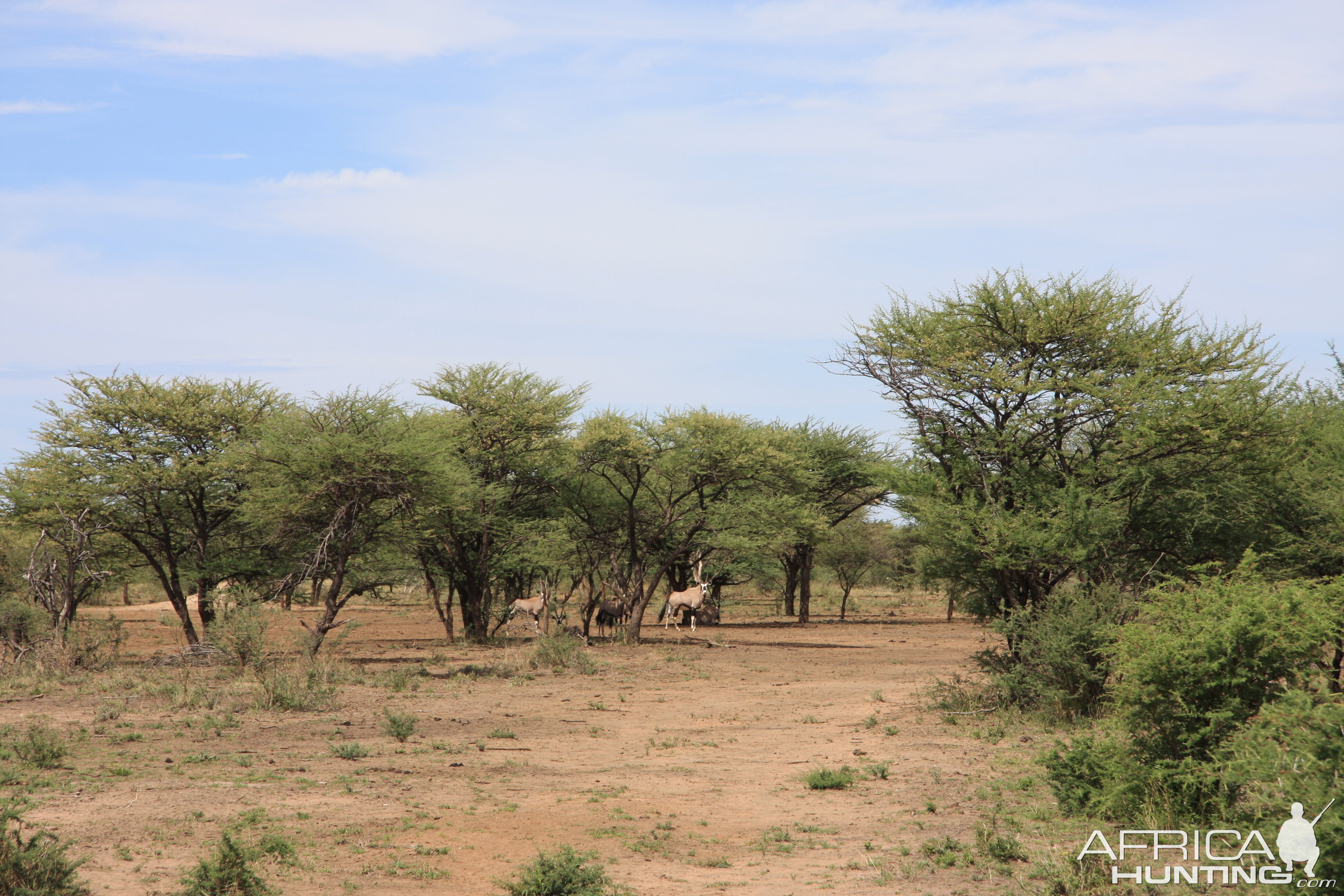 Gemsbok Namibia