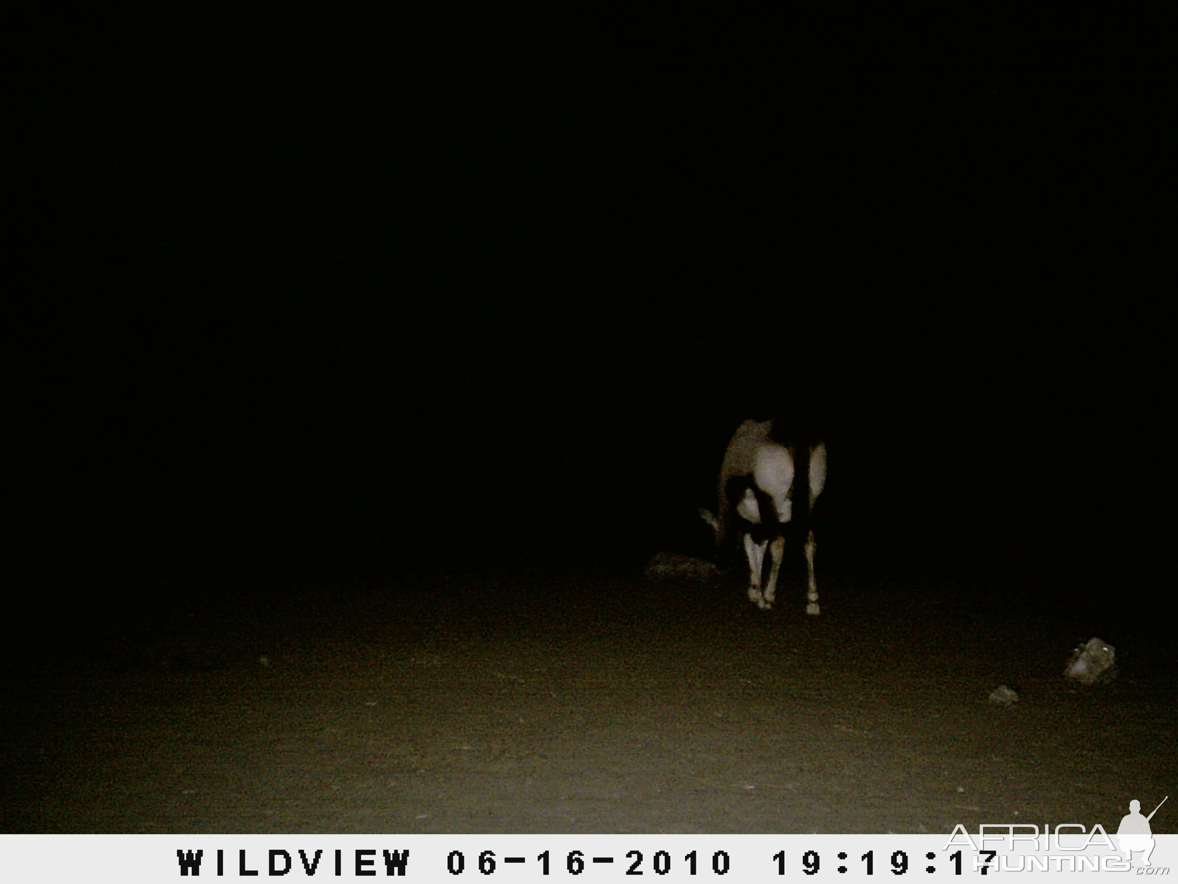 Gemsbok, Namibia