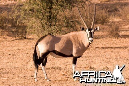 Gemsbok / Oryx