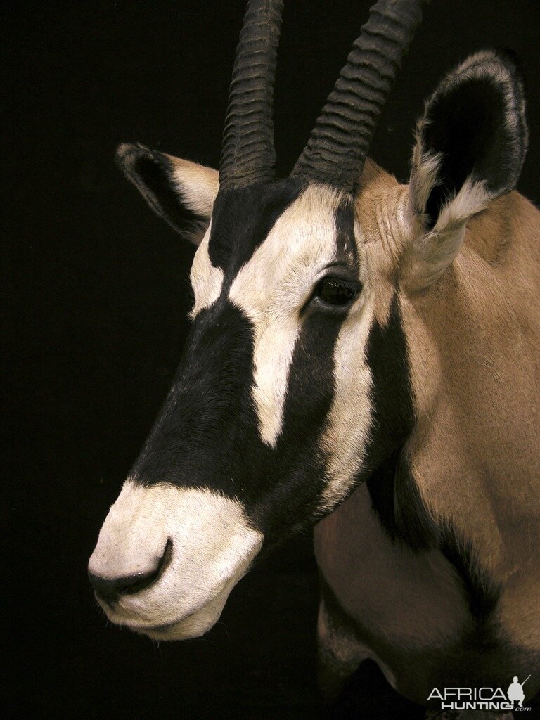 Gemsbok Pedestal Taxidermy Close Up