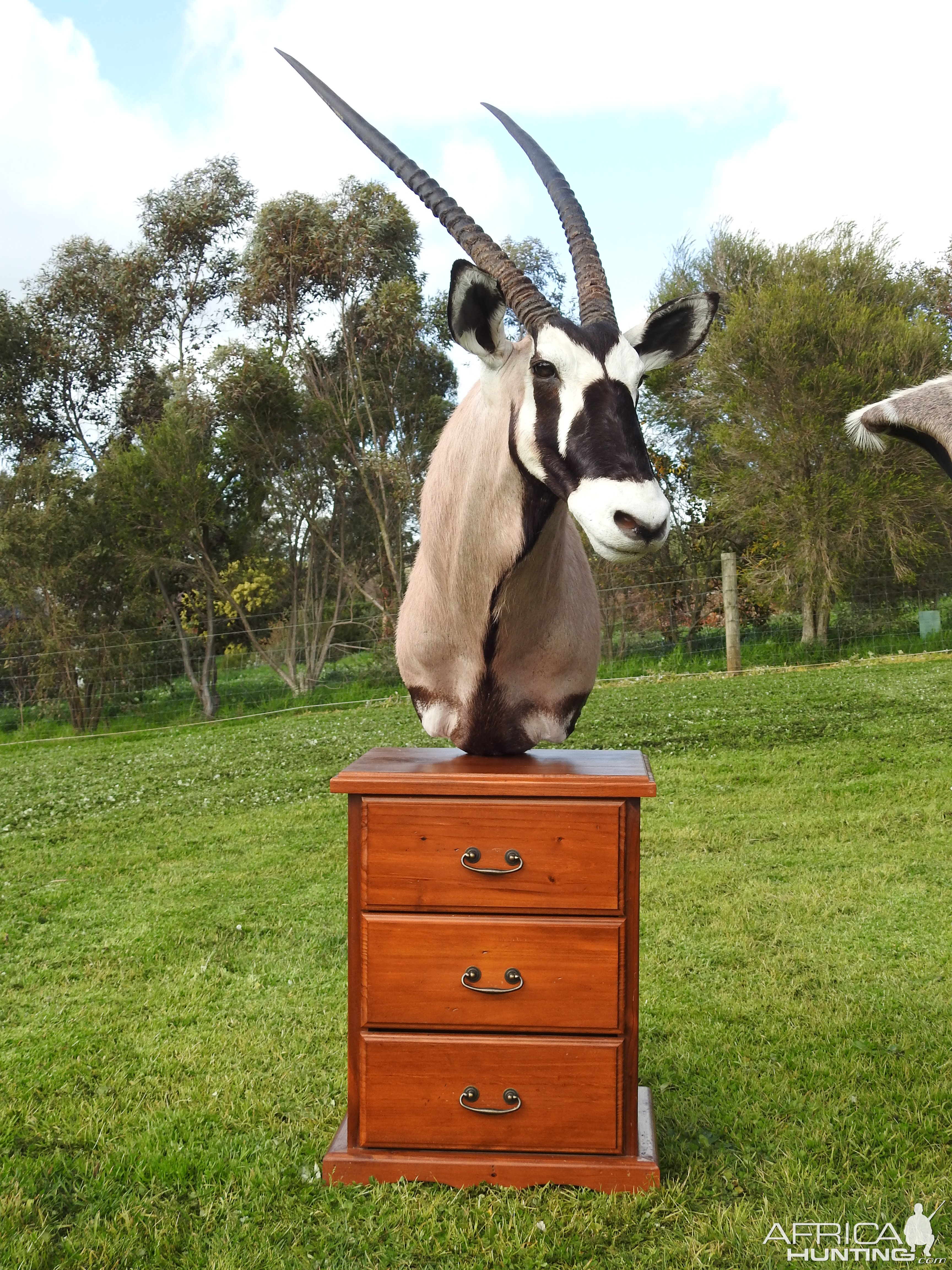 Gemsbok Shoulder Mount Pedestal Taxidermy