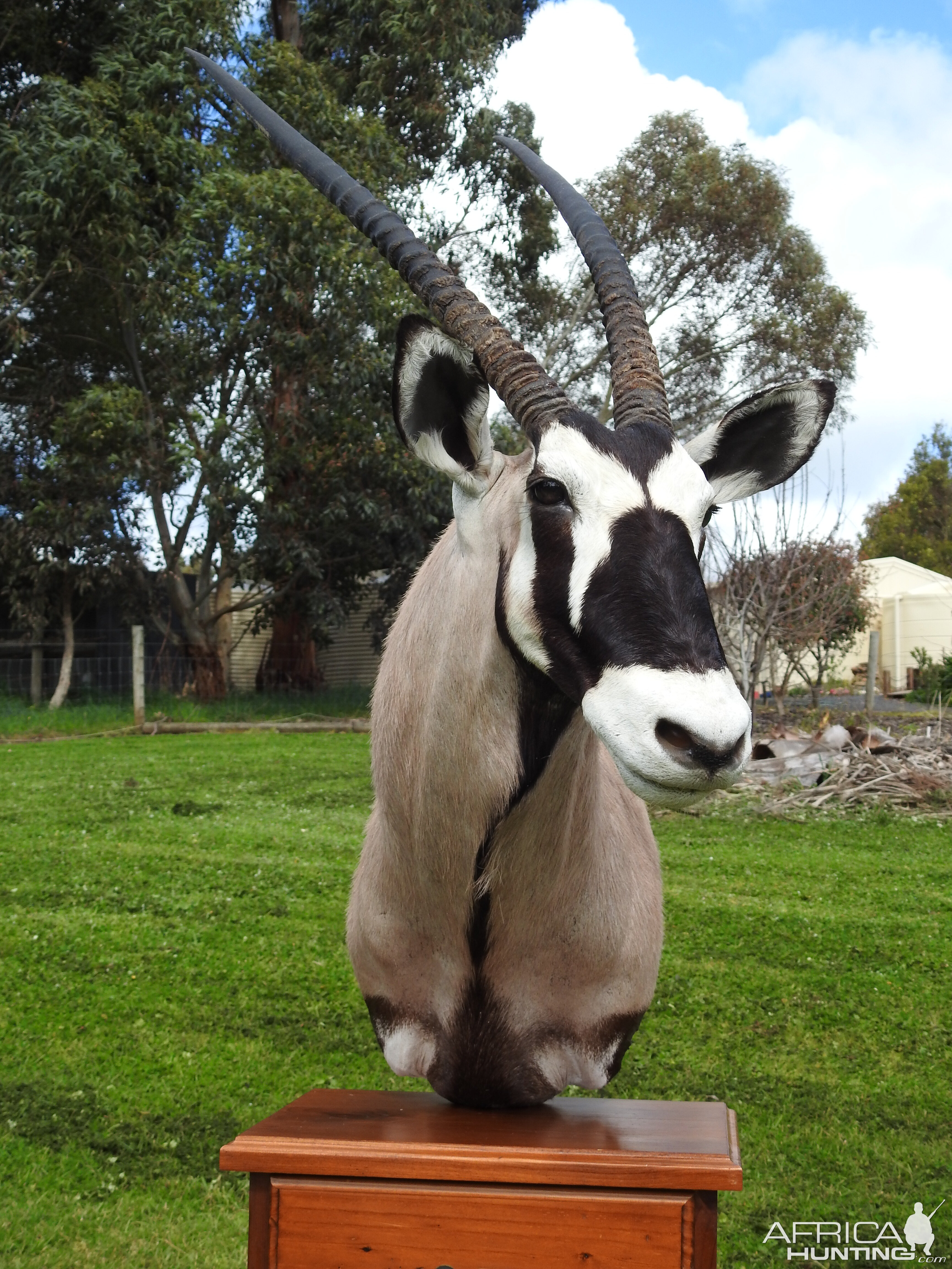 Gemsbok Shoulder Mount Pedestal Taxidermy