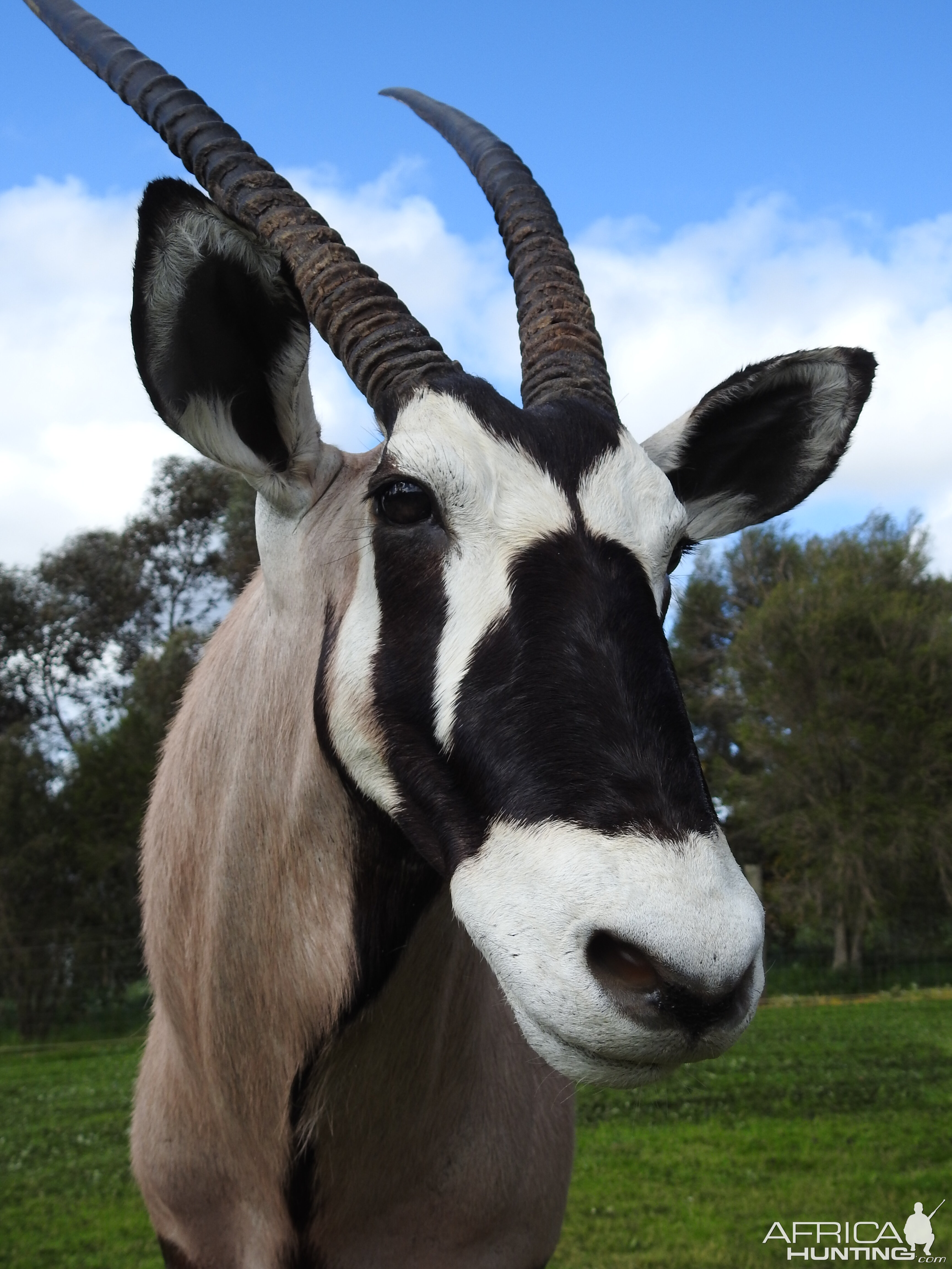 Gemsbok Shoulder Mount Pedestal Taxidermy