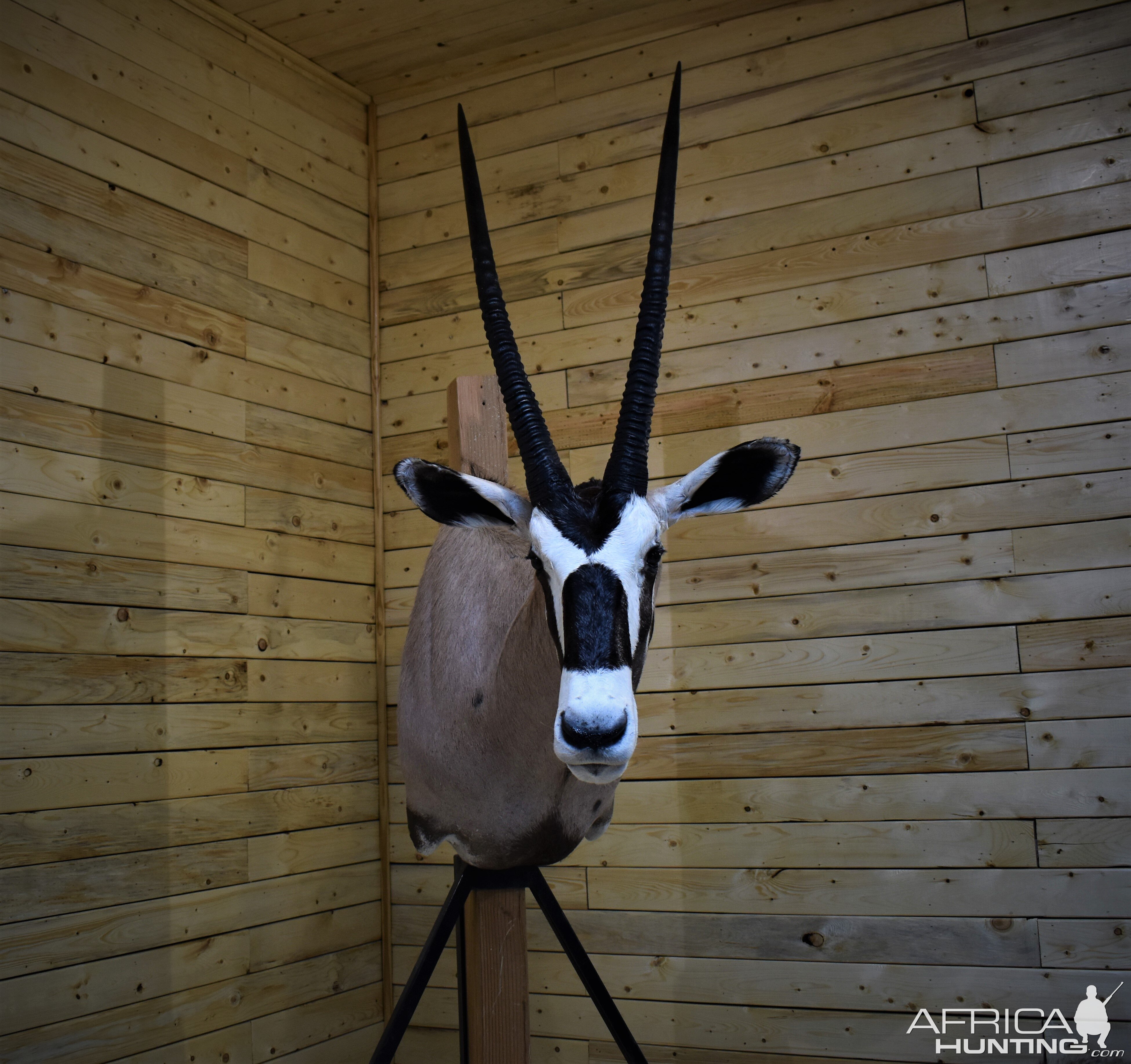 Gemsbok Shoulder Mount Taxidermy | AfricaHunting.com