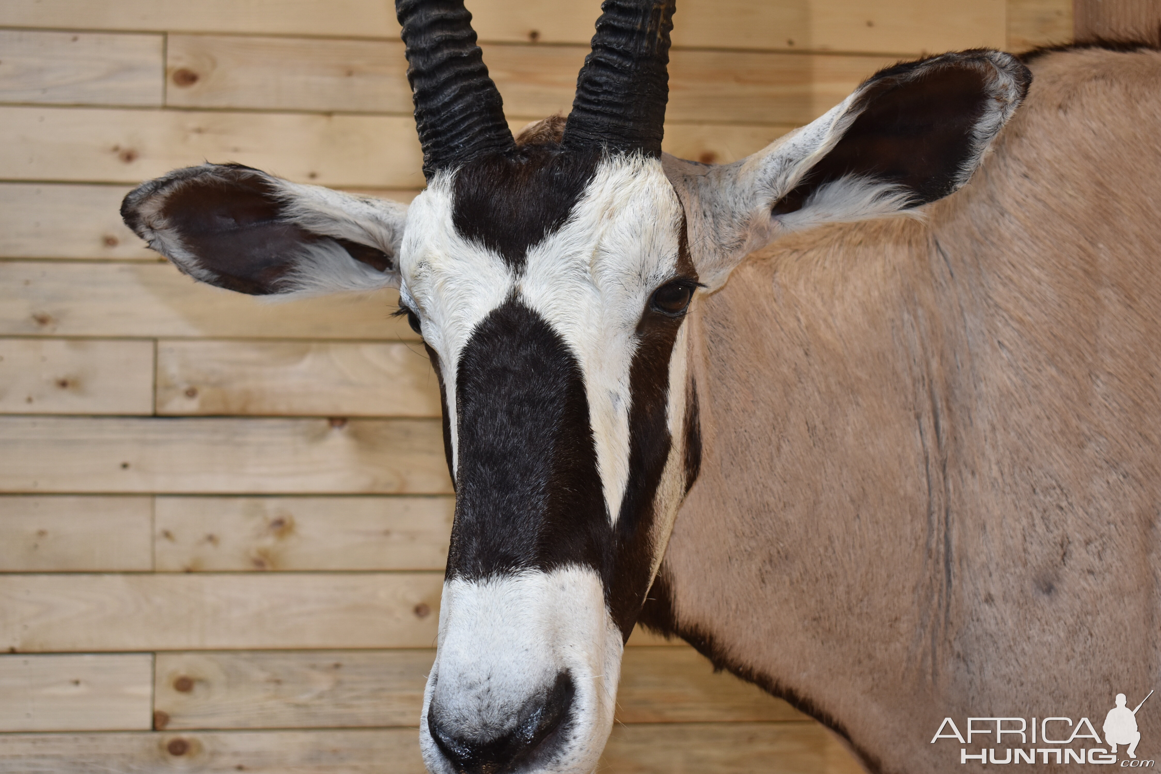 Gemsbok Shoulder Mount Taxidermy