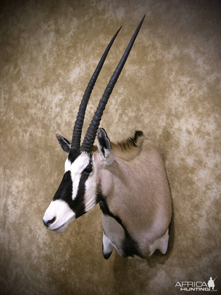 Gemsbok Shoulder Mount Taxidermy