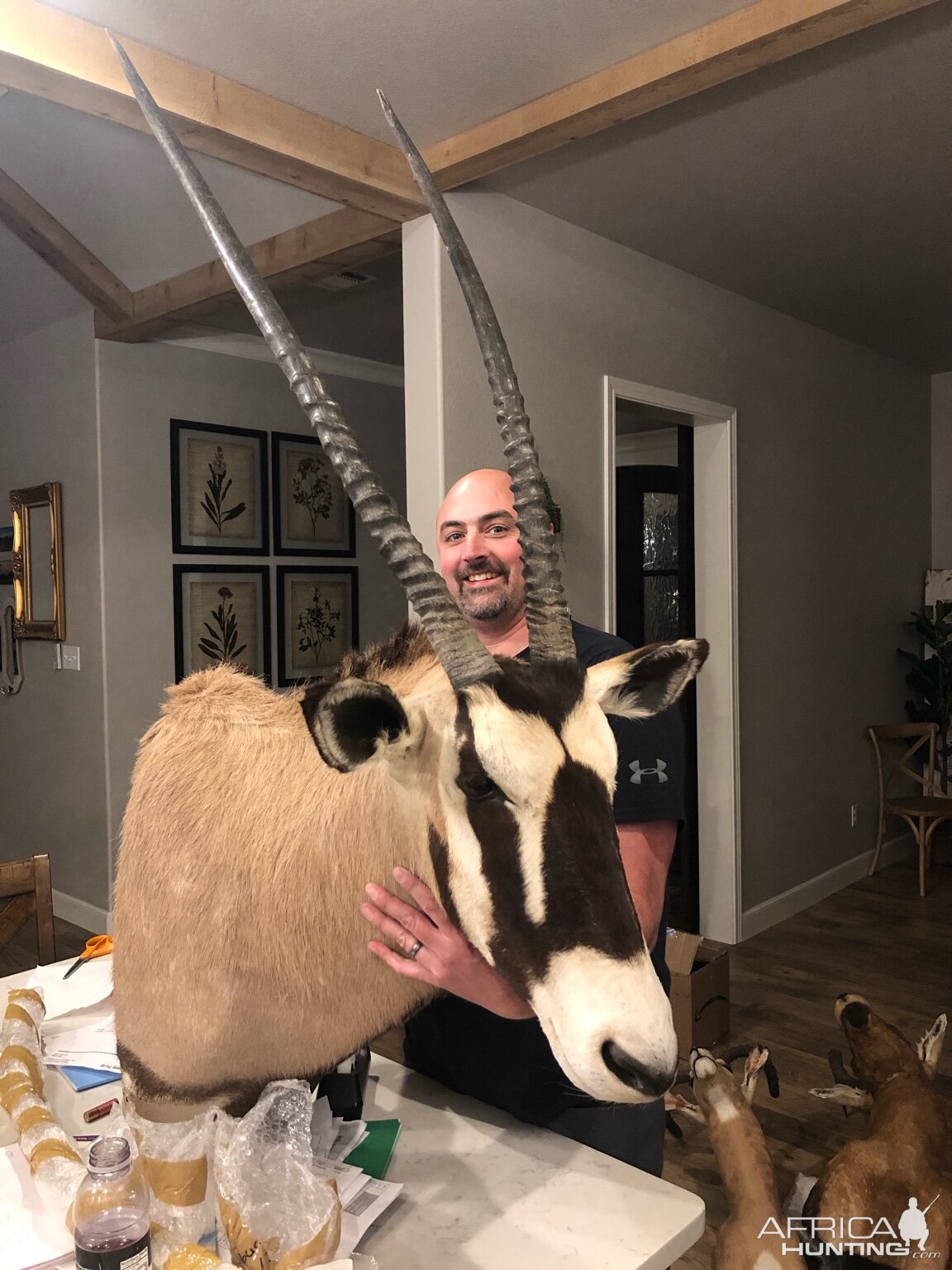 Gemsbok Shoulder Mount Taxidermy