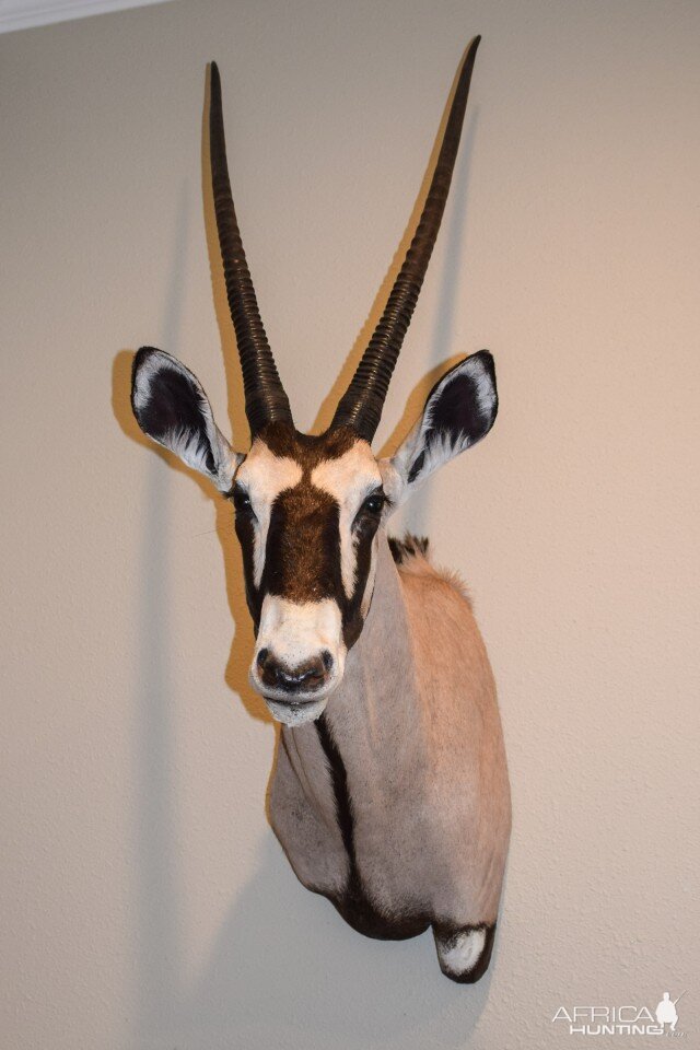 Gemsbok Shoulder Mount Taxidermy