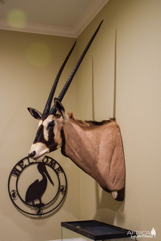 Gemsbok Shoulder Mount Taxidermy