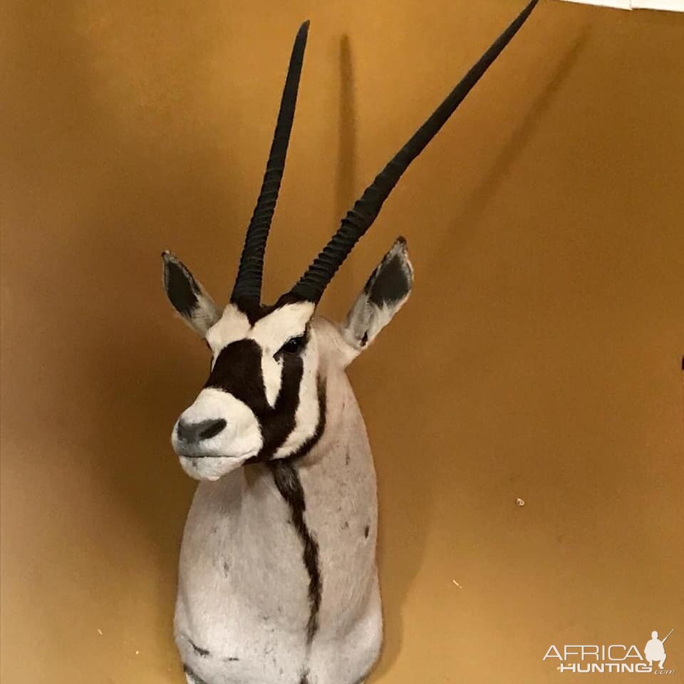 Gemsbok Shoulder Mount Taxidermy | AfricaHunting.com