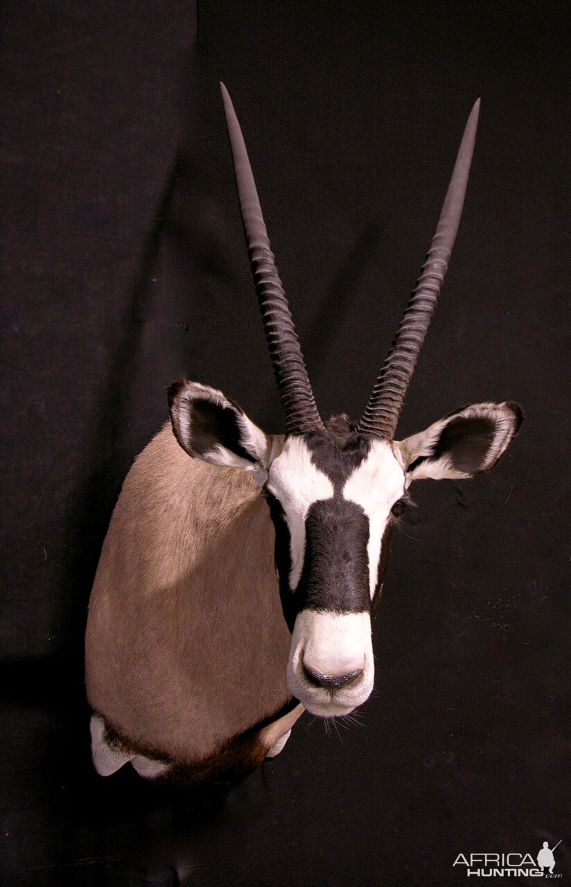 Gemsbok Shoulder Mount Taxidermy