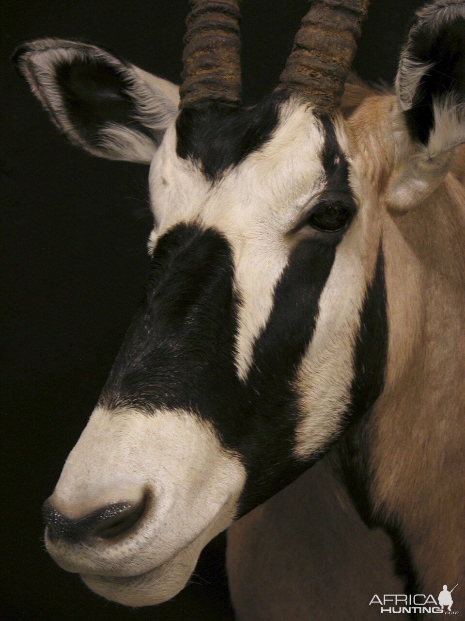 Gemsbok Shoulder Mount Taxidermy