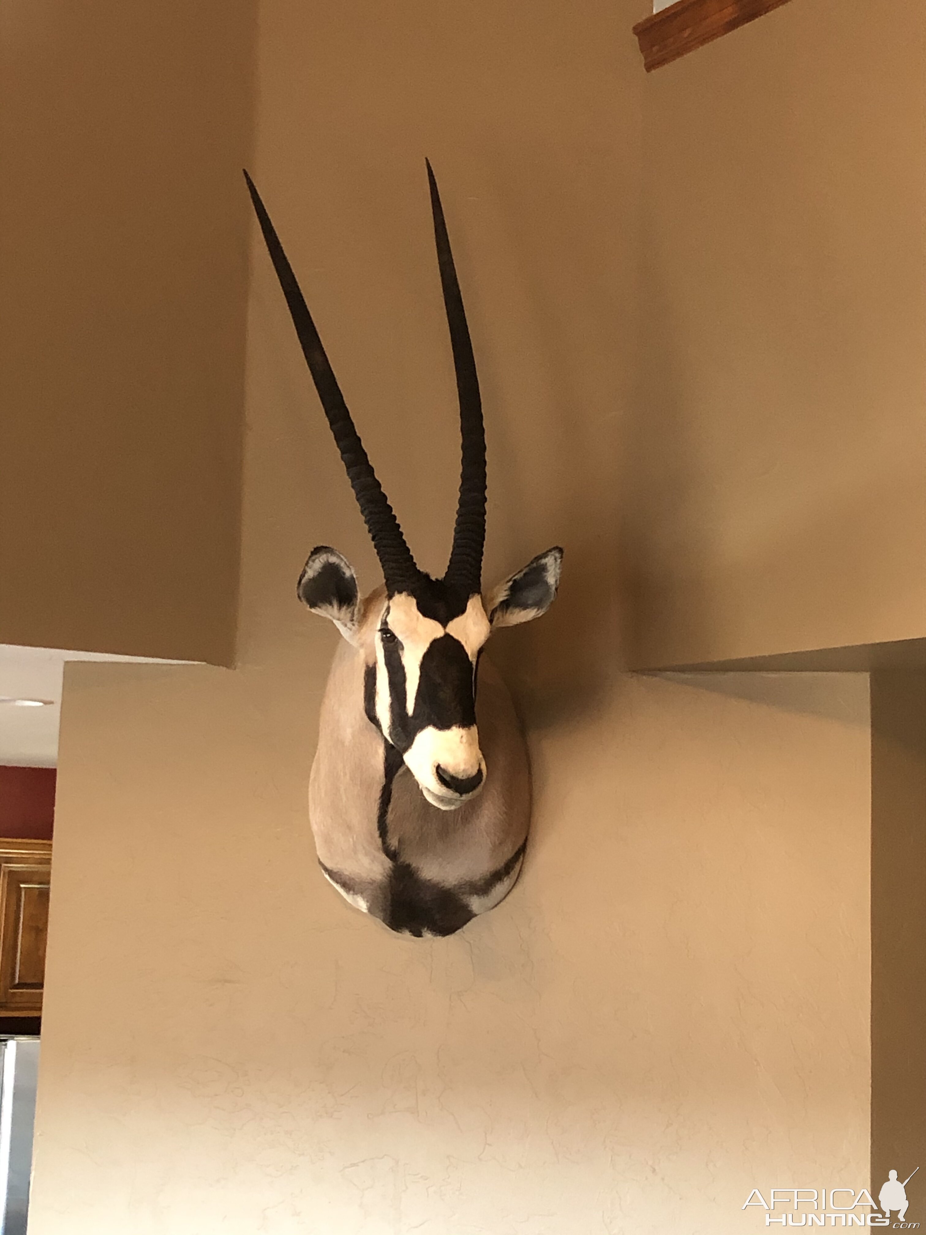 Gemsbok Shoulder Mount Taxidermy | AfricaHunting.com