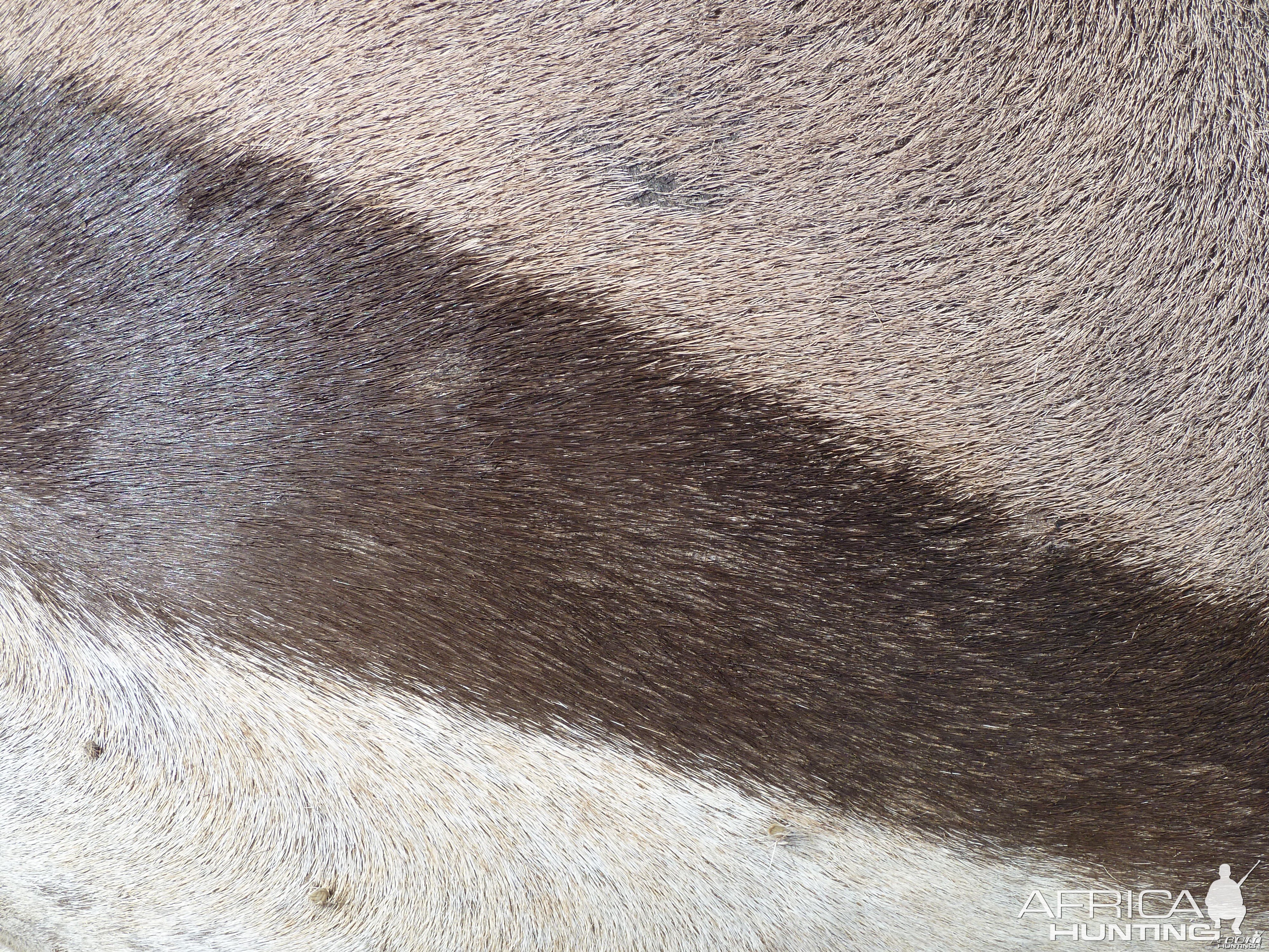 Gemsbok Skin