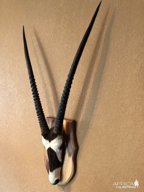 Gemsbok Skull Mount Taxidermy