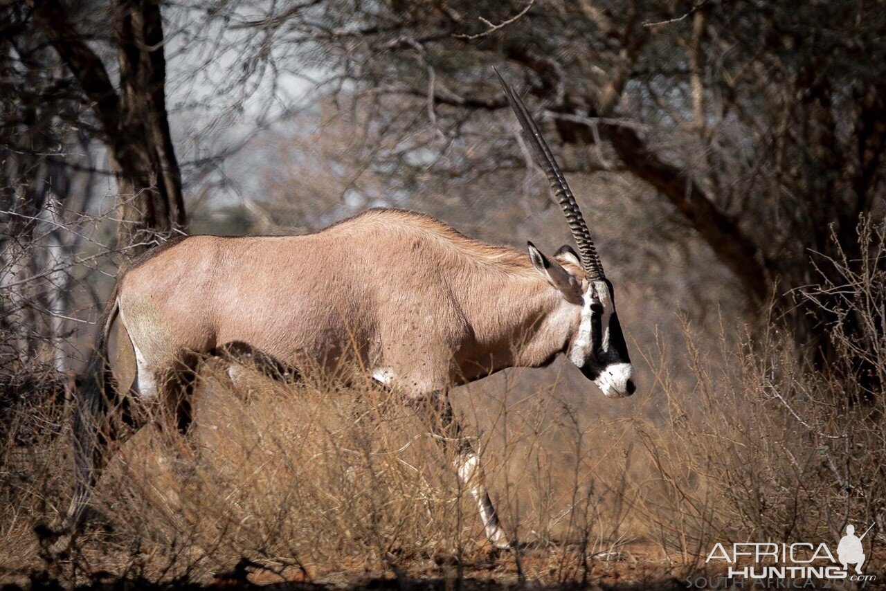 Gemsbok South Africa