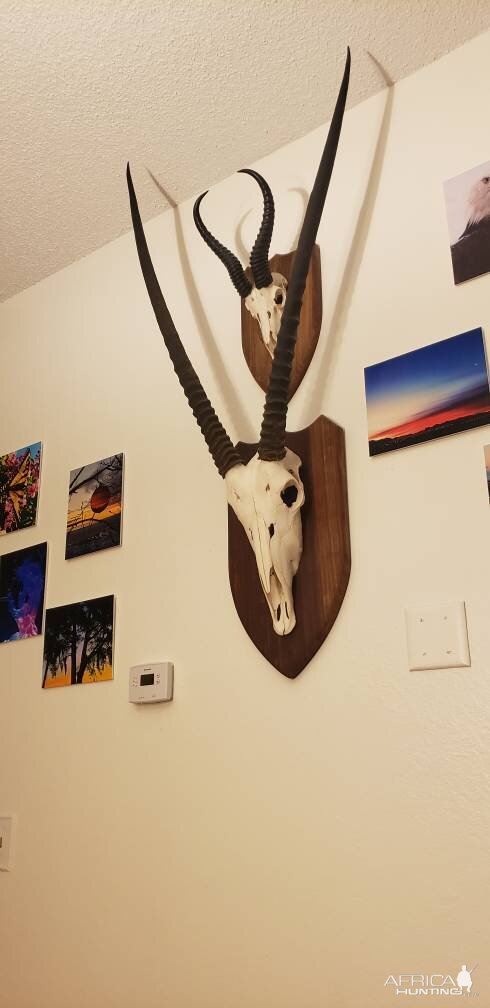 Gemsbok & Springbok European Mount Taxidermy | AfricaHunting.com