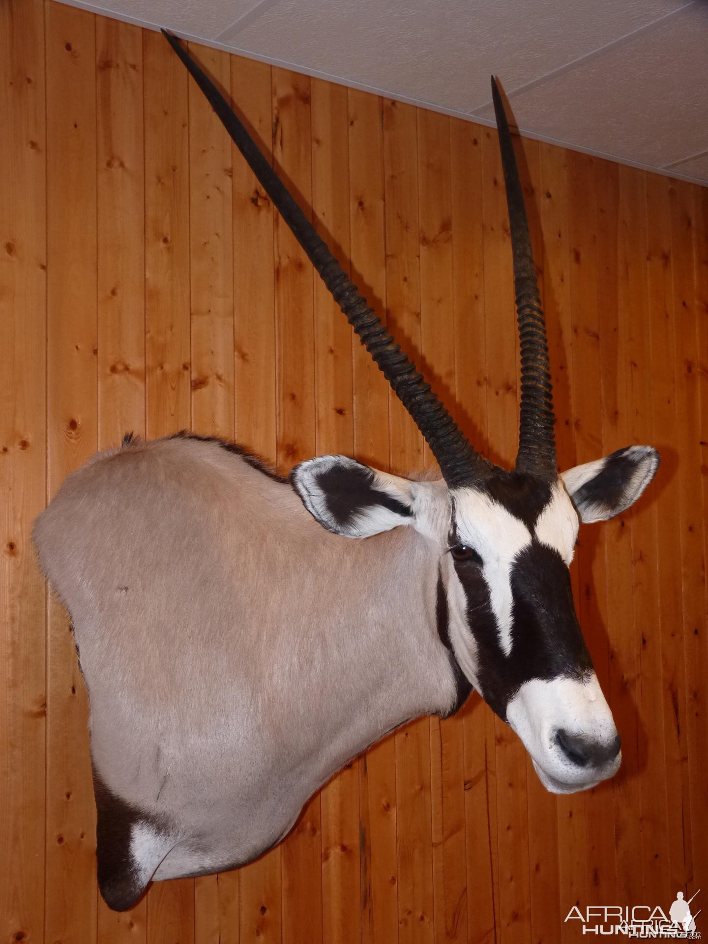 Gemsbok Taxidermy