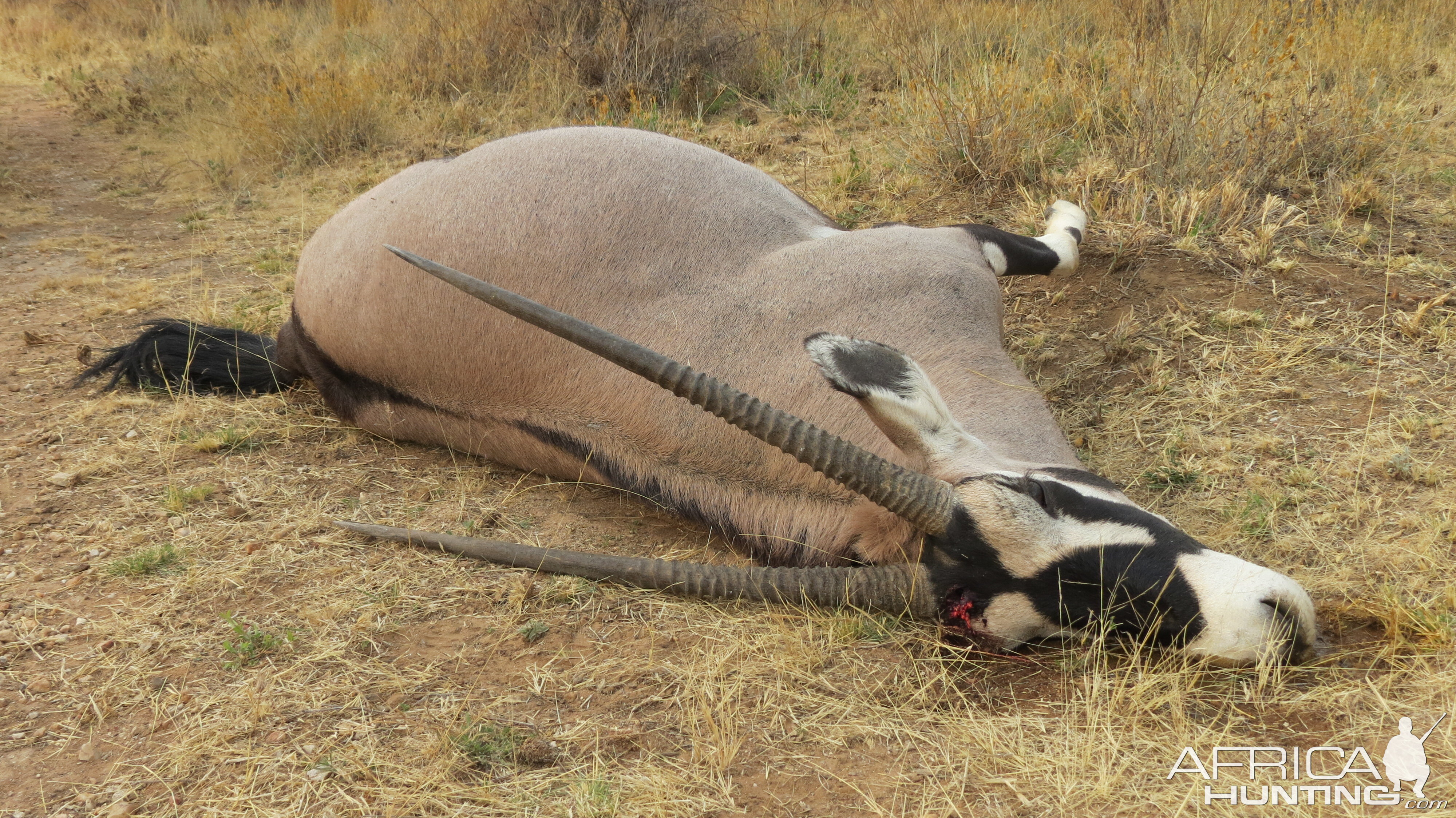 Gemsbok that died fighting!