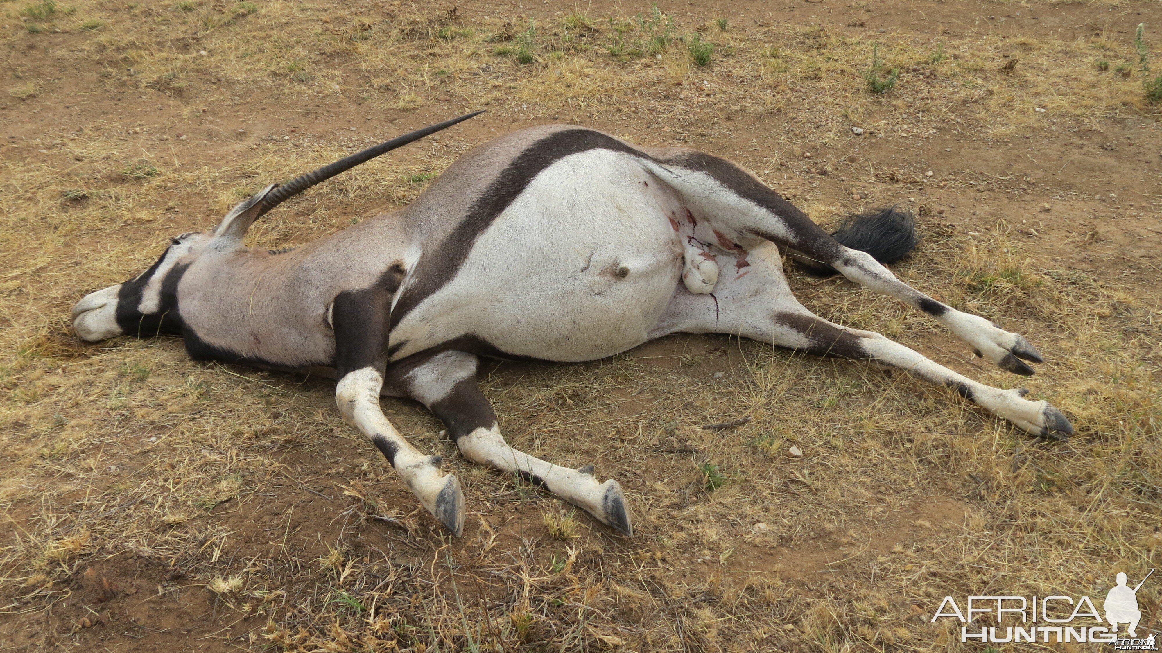 Gemsbok that died fighting!