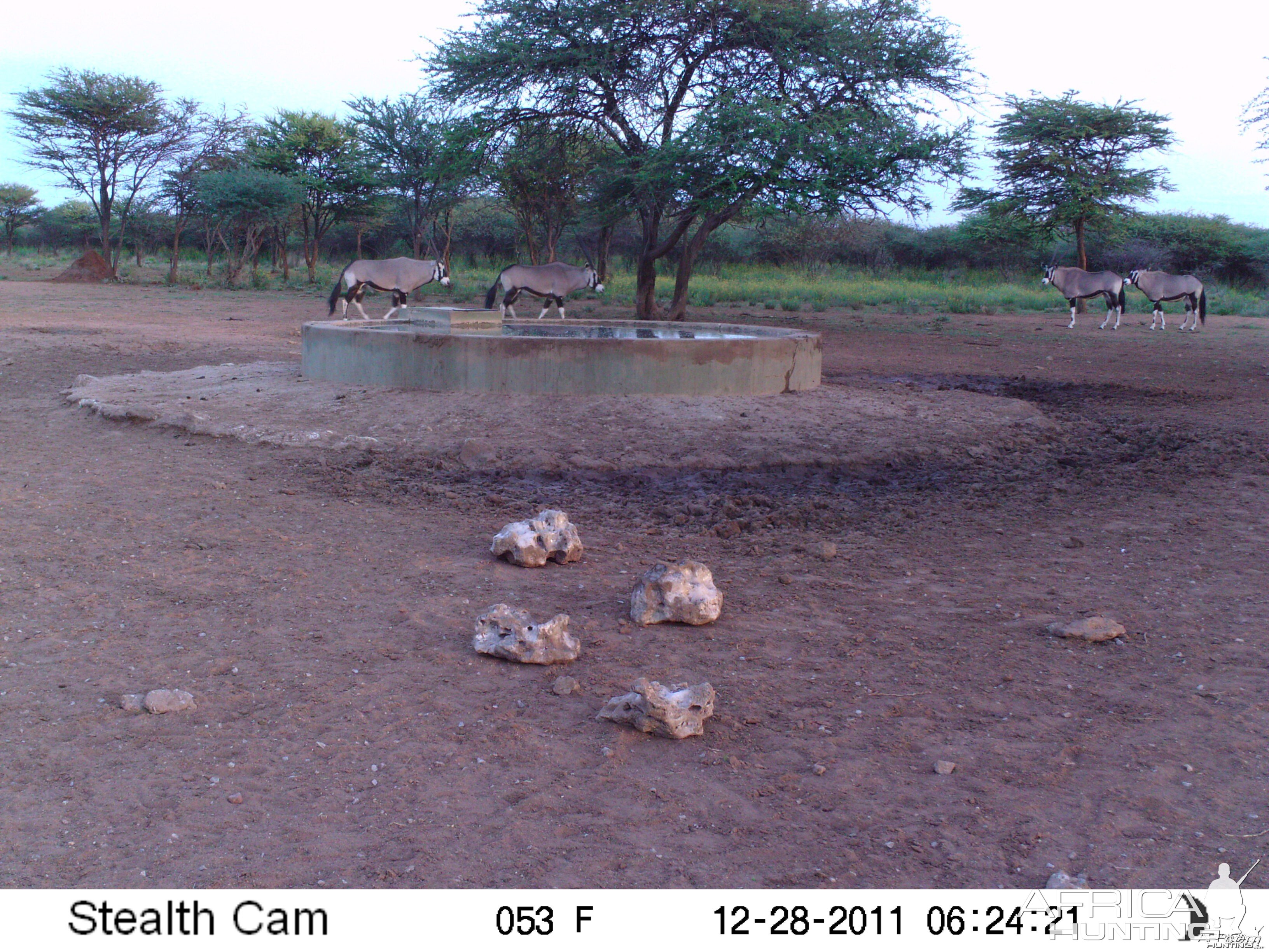 Gemsbok Trail Camera Namibia