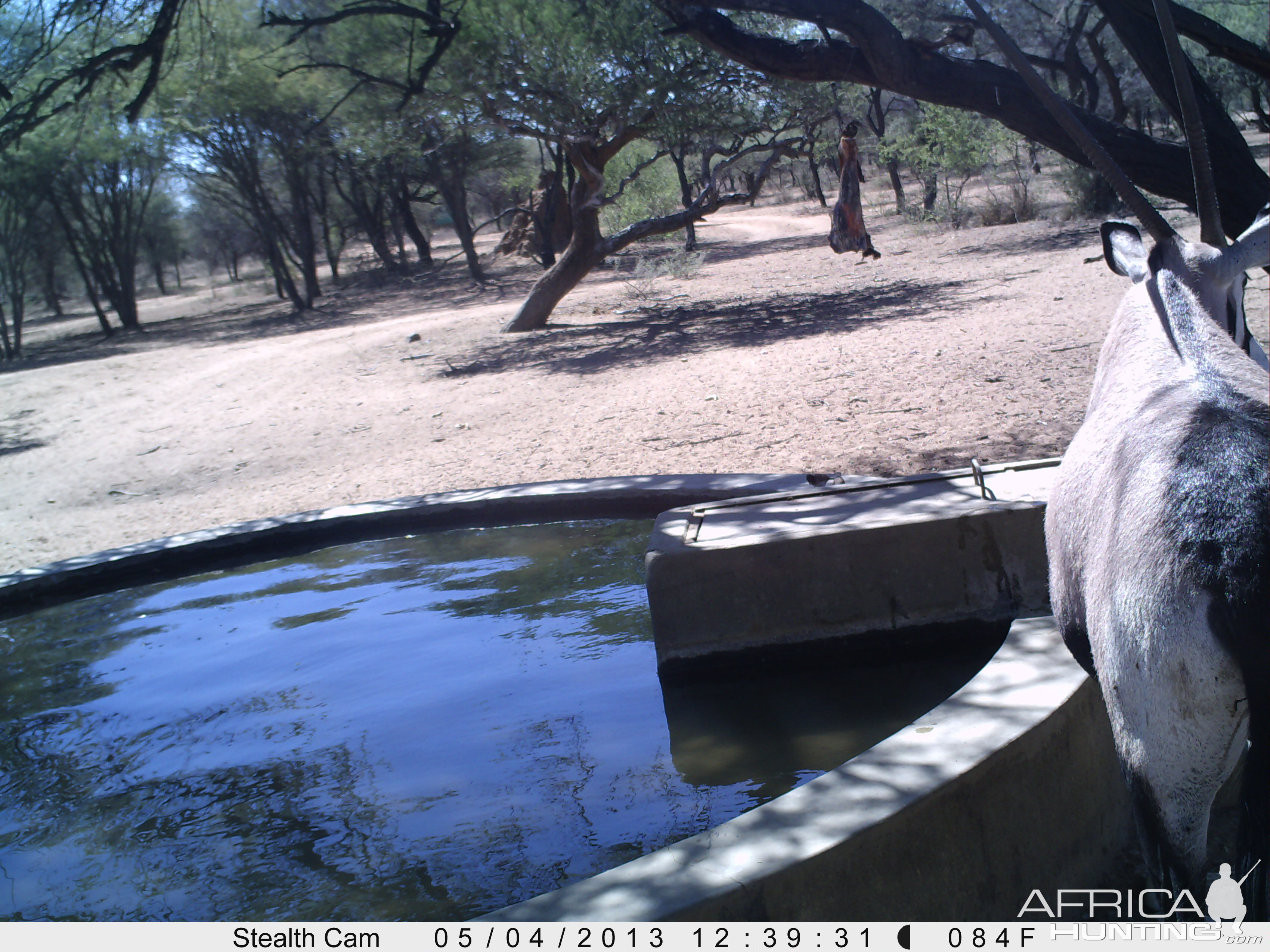 Gemsbok Trail Camera