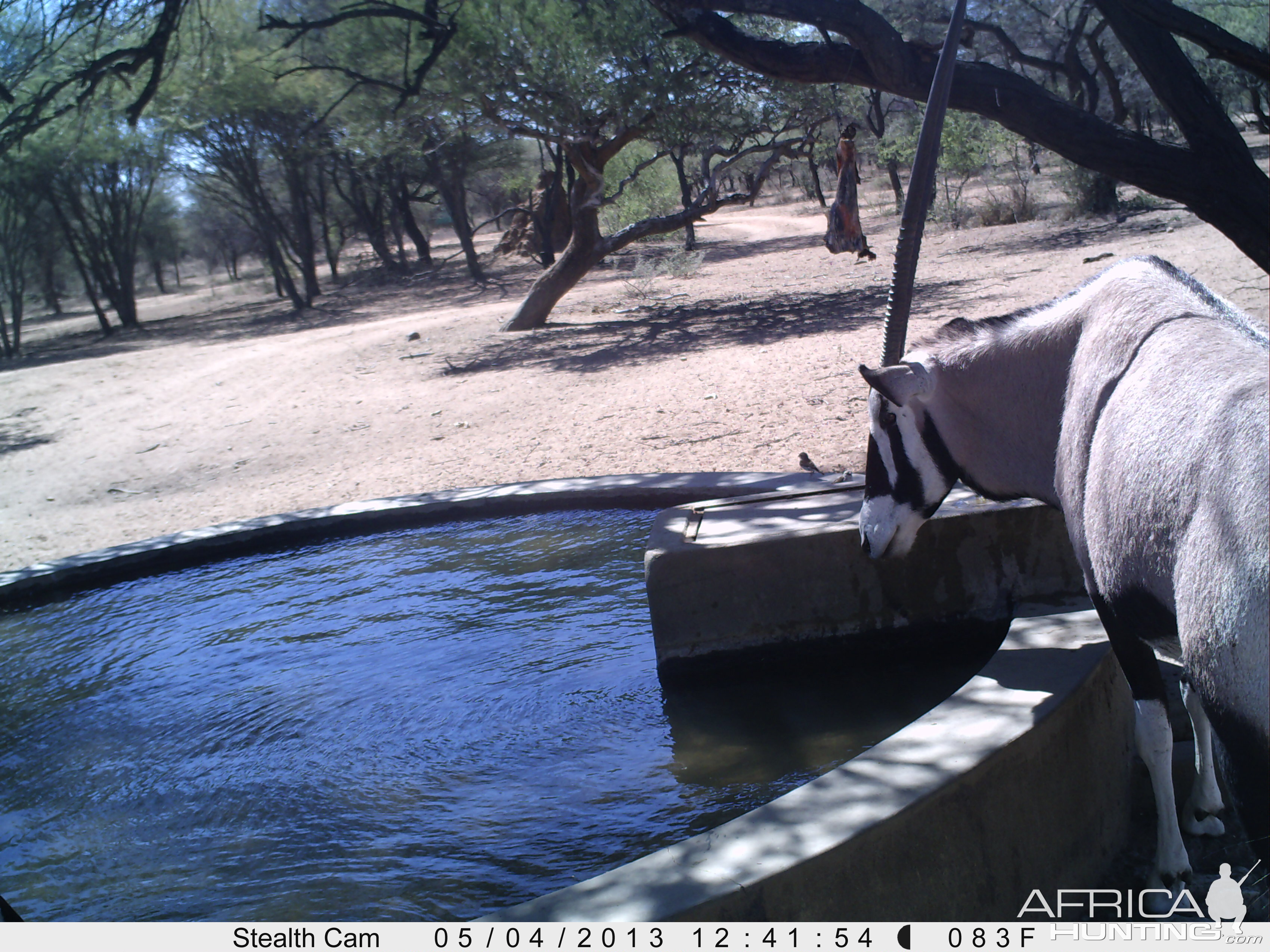 Gemsbok Trail Camera