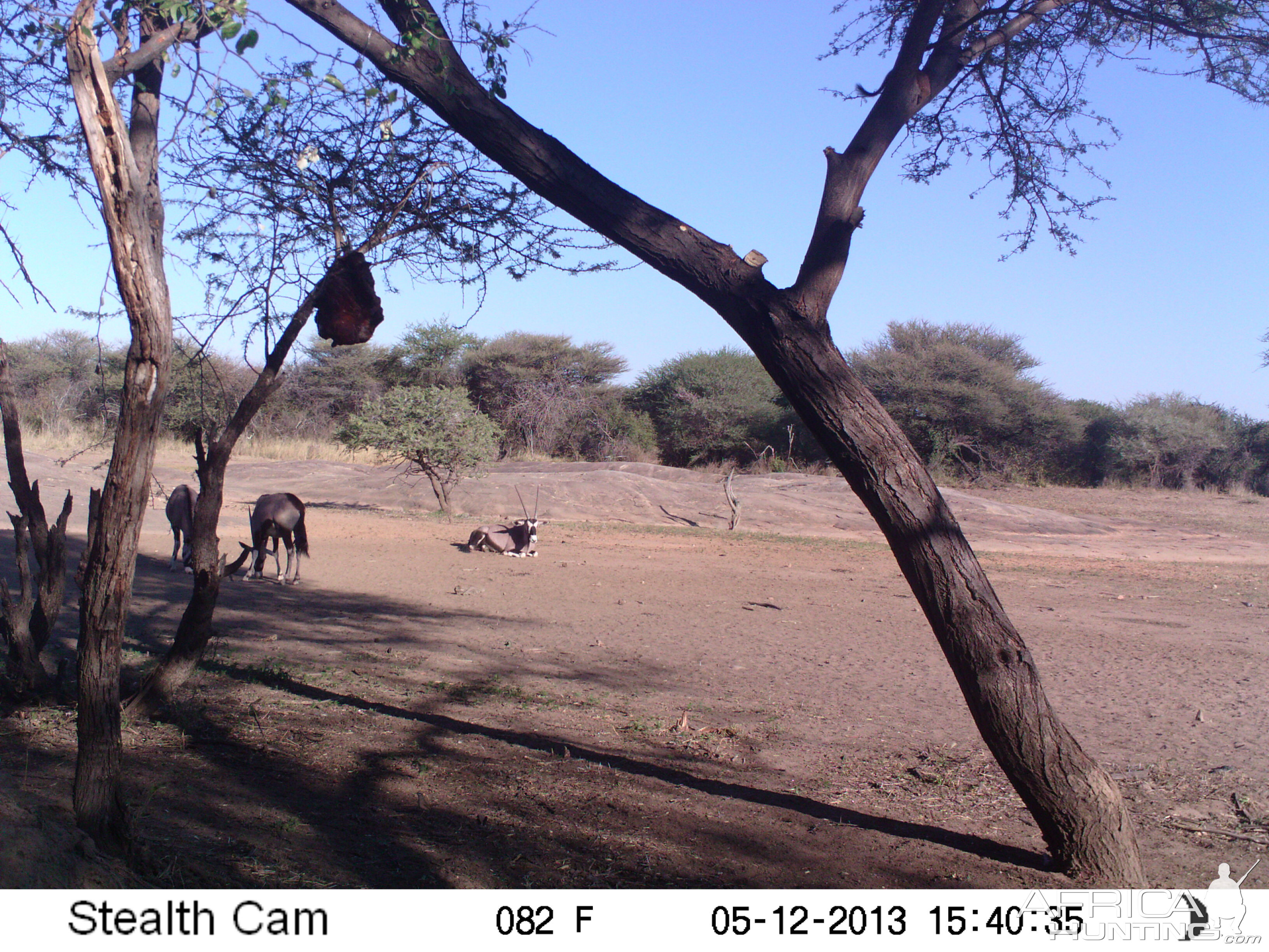 Gemsbok Trail Camera