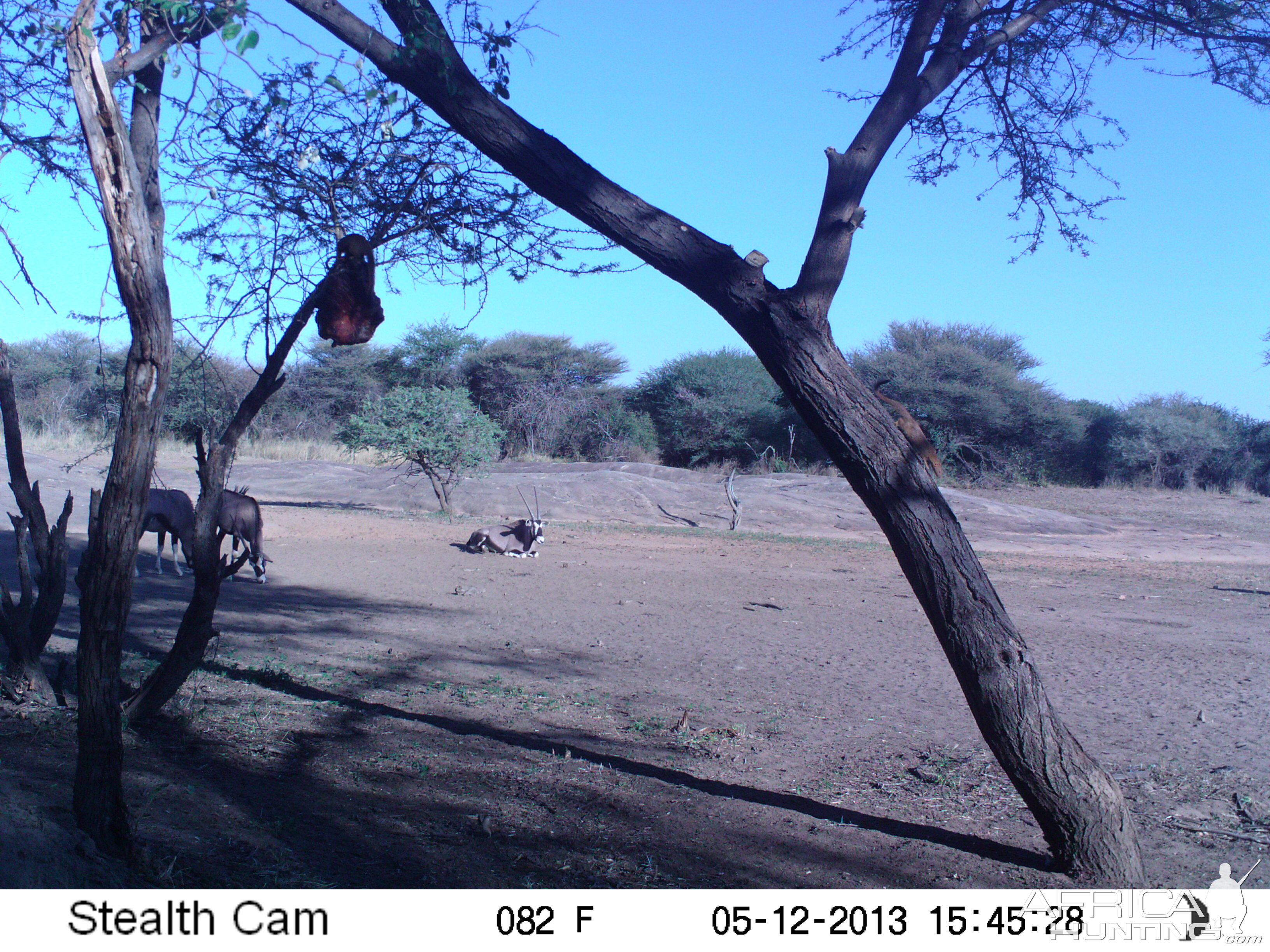 Gemsbok Trail Camera