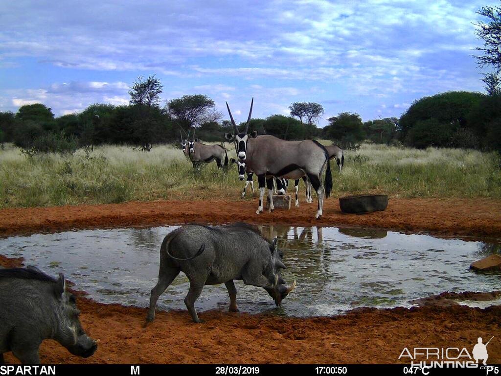 Gemsbok & Warthog Trail Cam Pictures Namibia