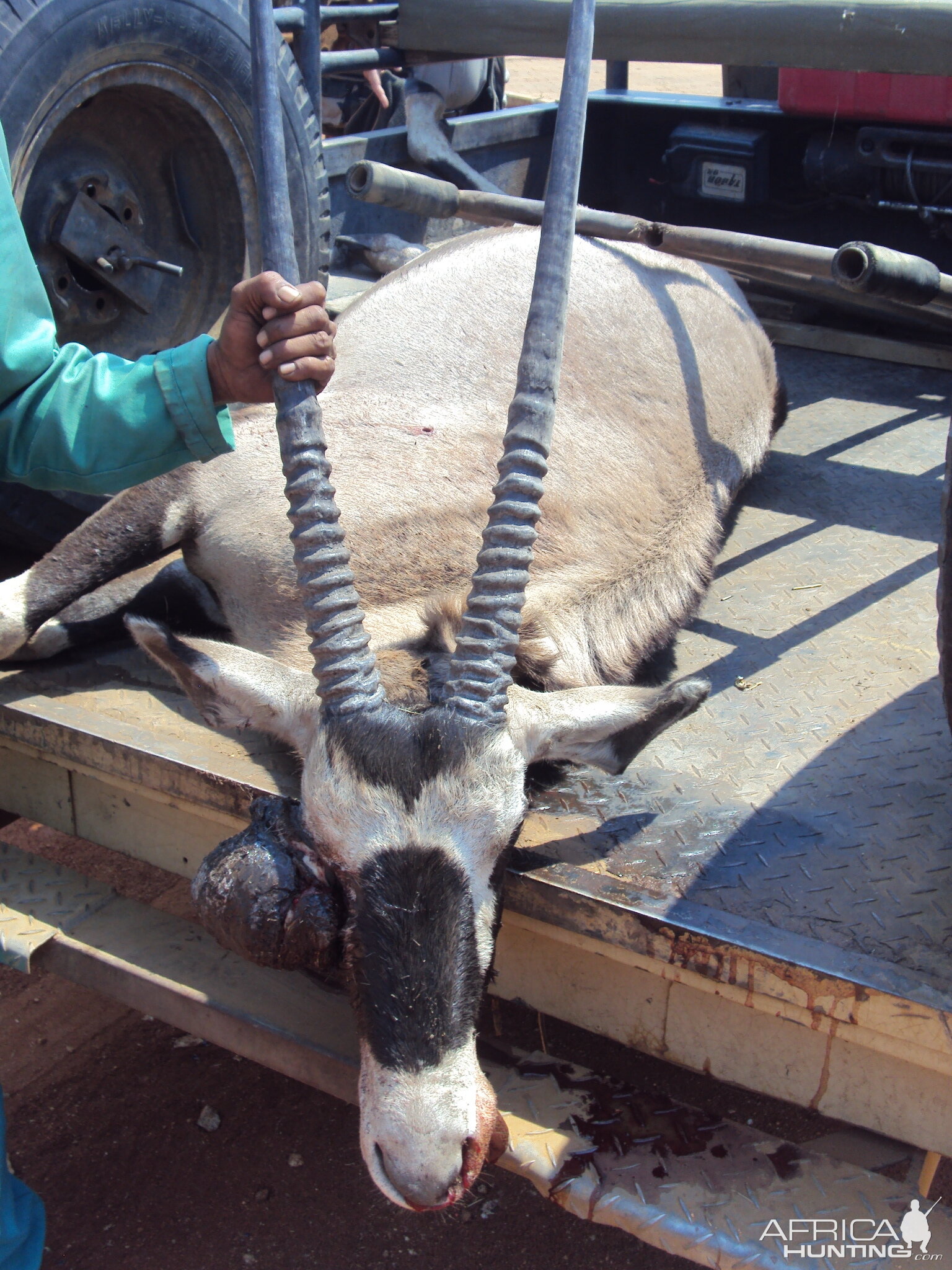 Gemsbok with huge growth on its' face