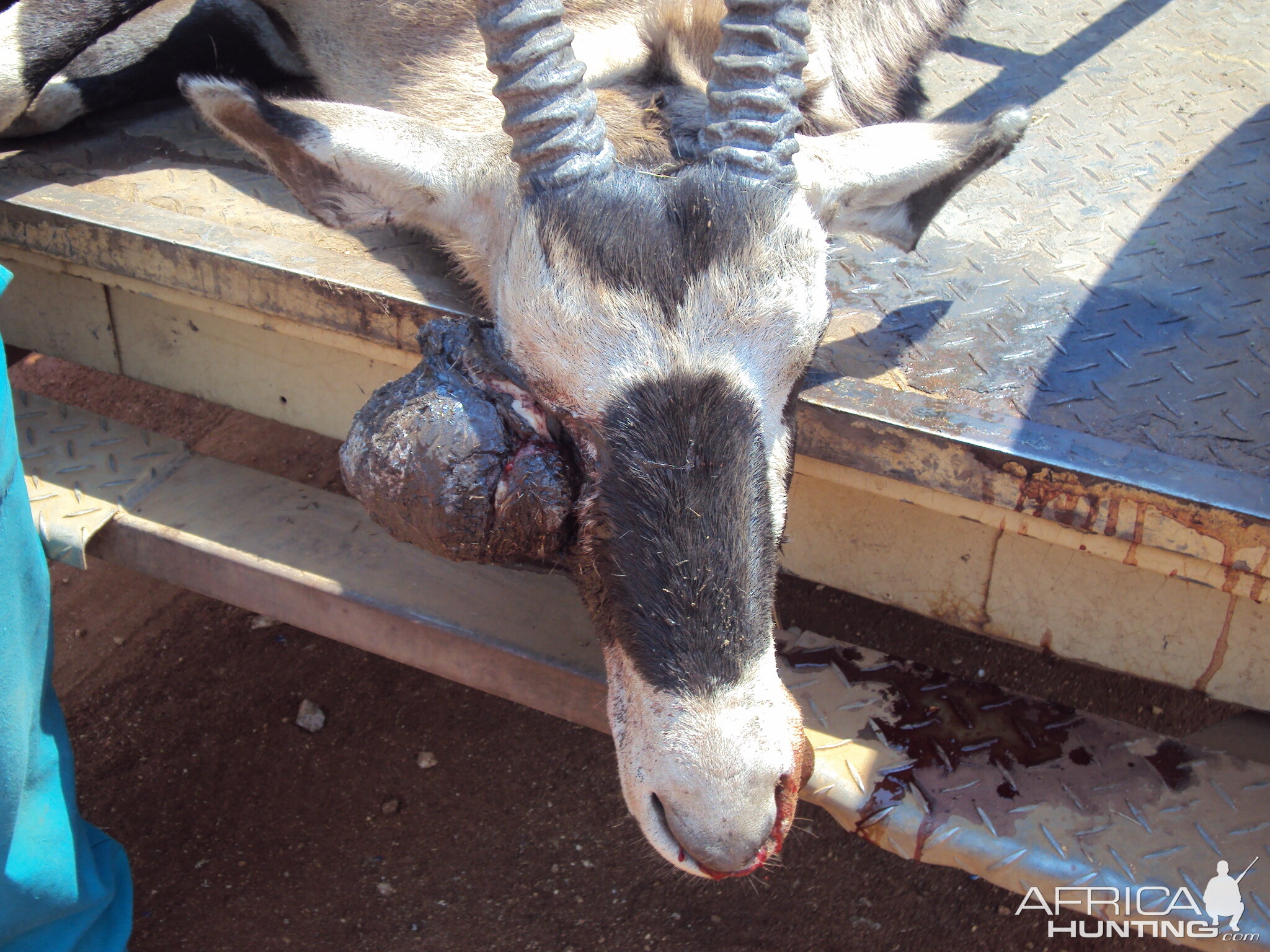 Gemsbok with huge growth on its' face