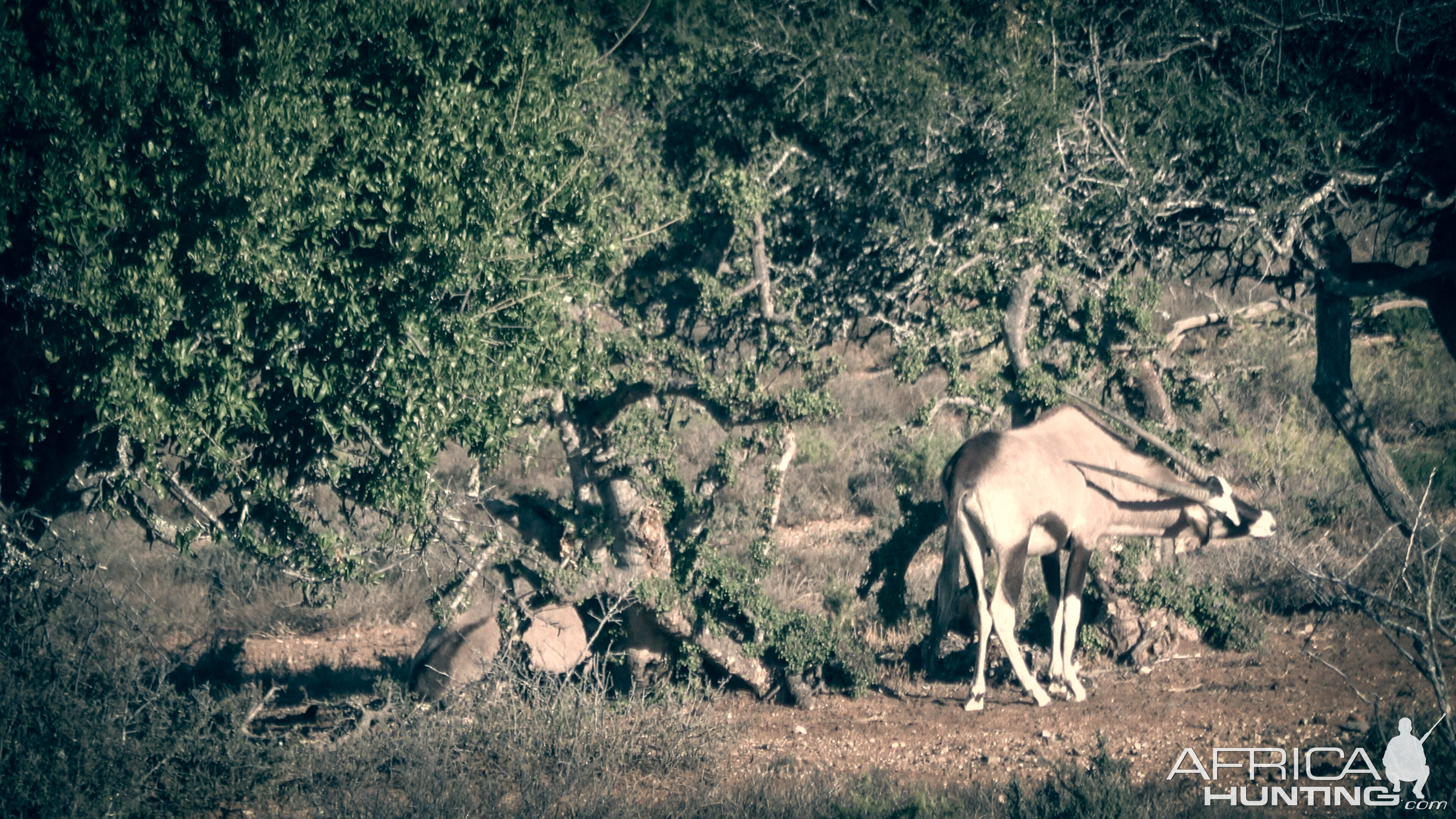 Gemsbok