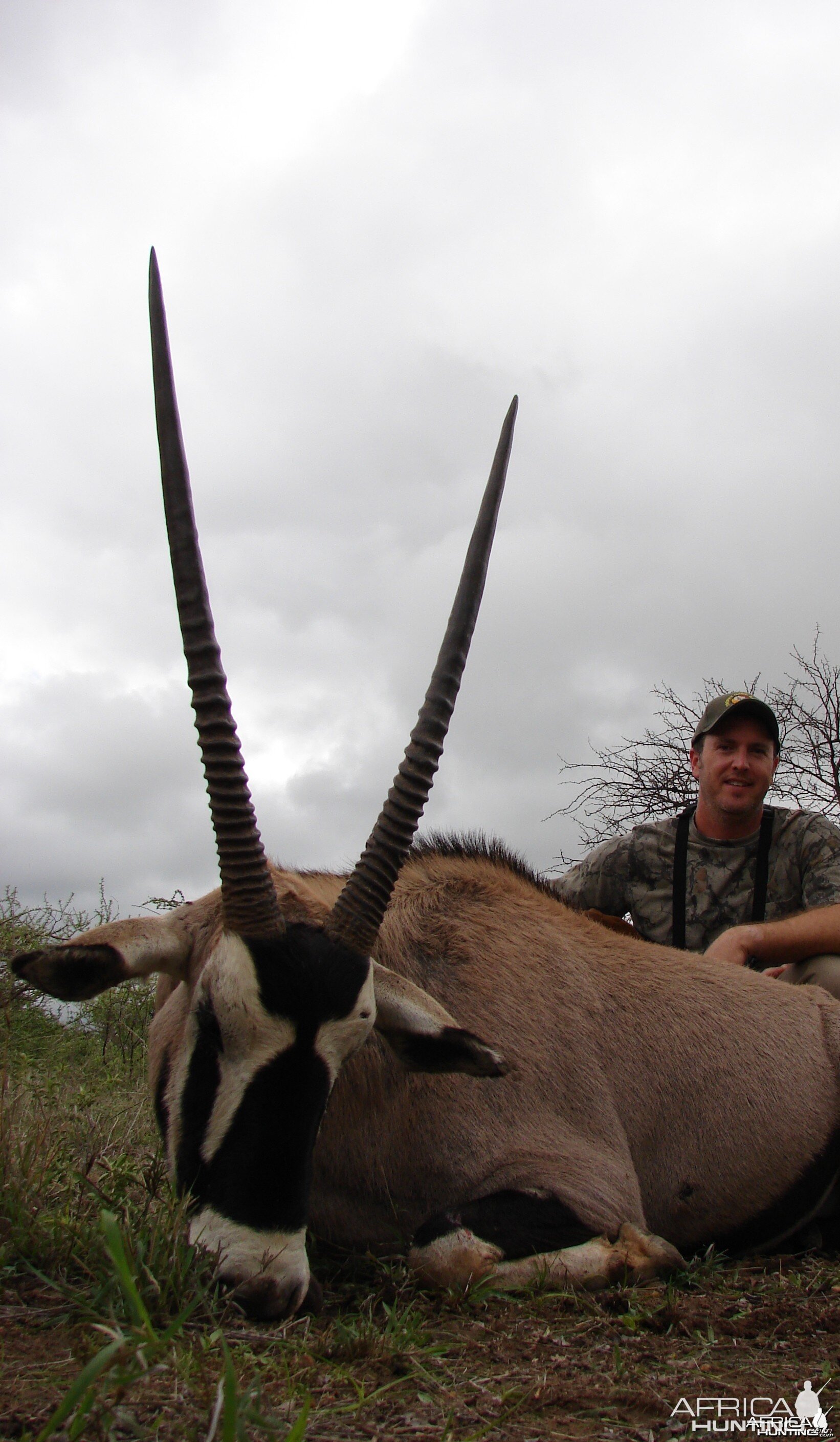 Gemsbok