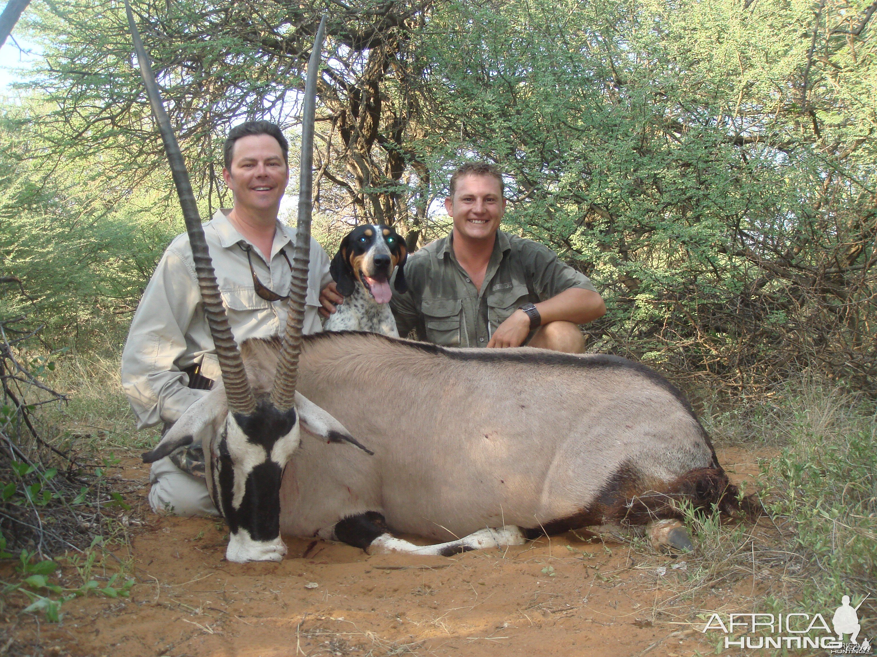 gemsbok