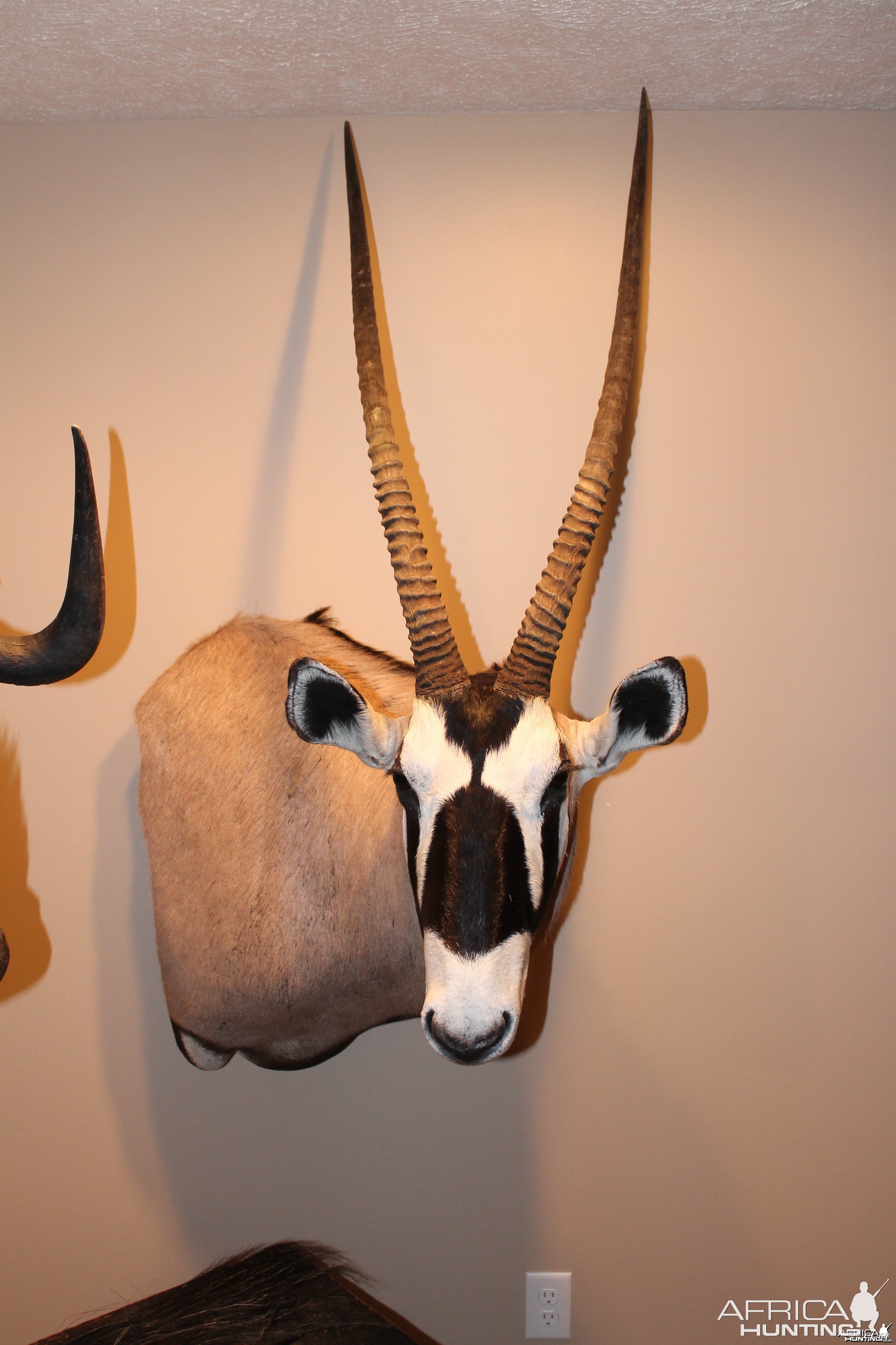 Gemsbok