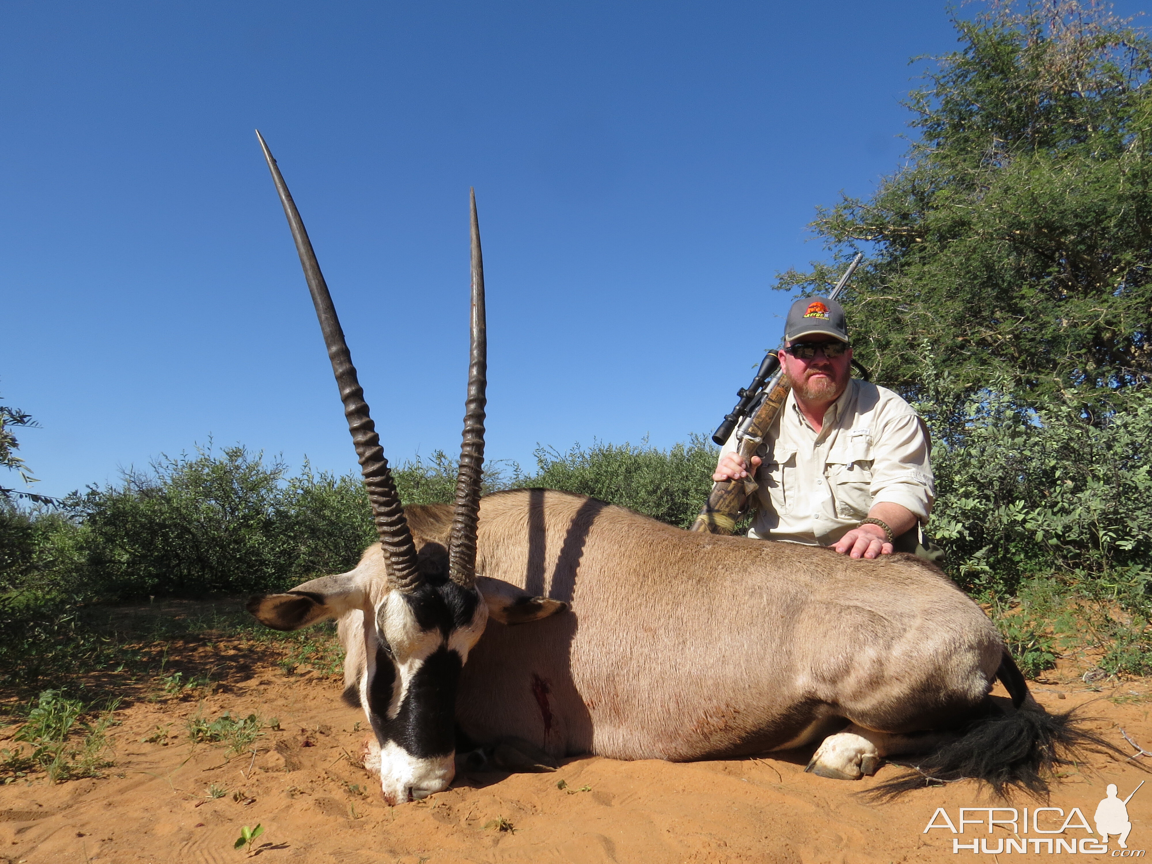 Gemsbok