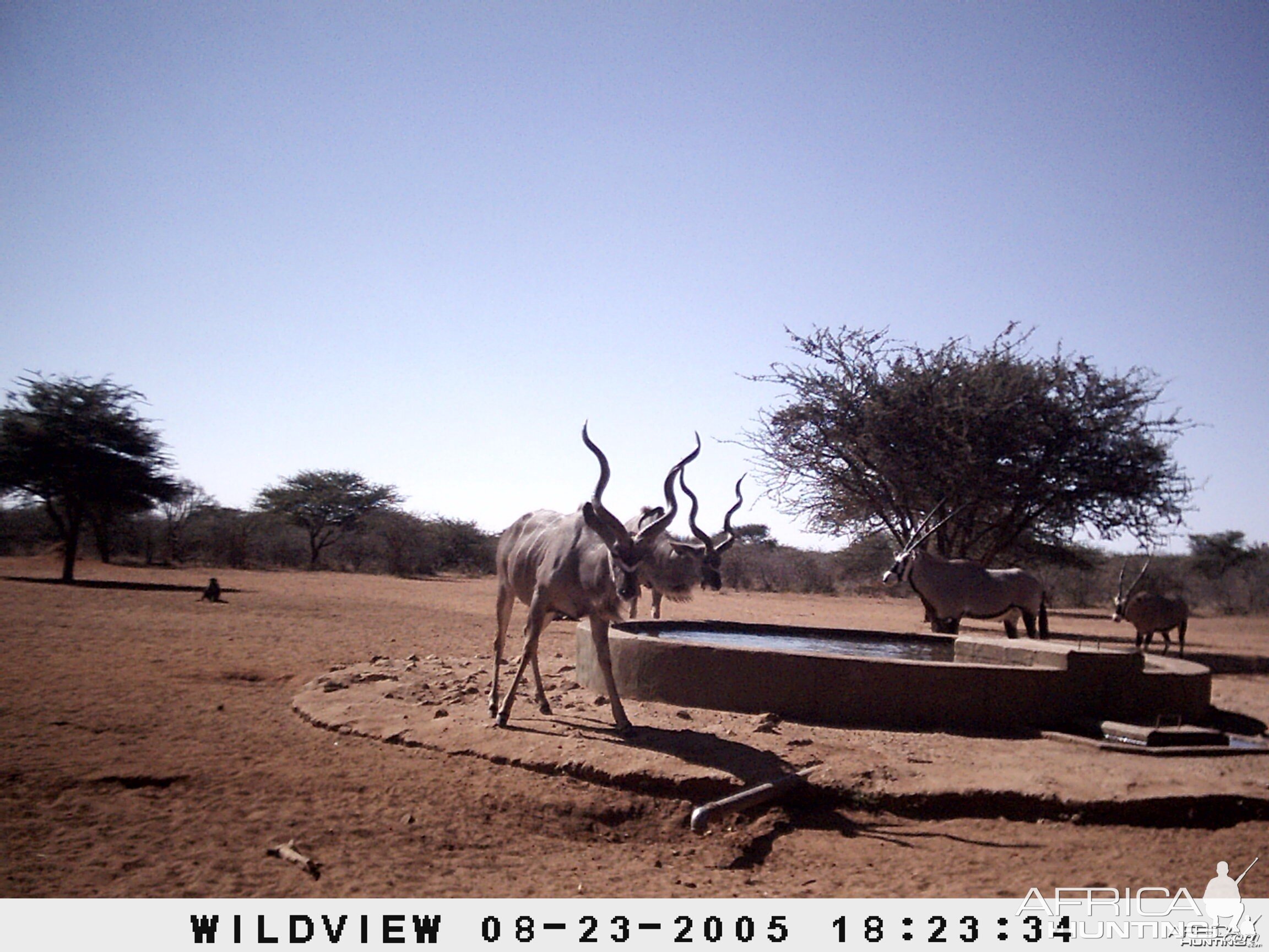 Gemsboks, Kudus and Baboons, Namibia