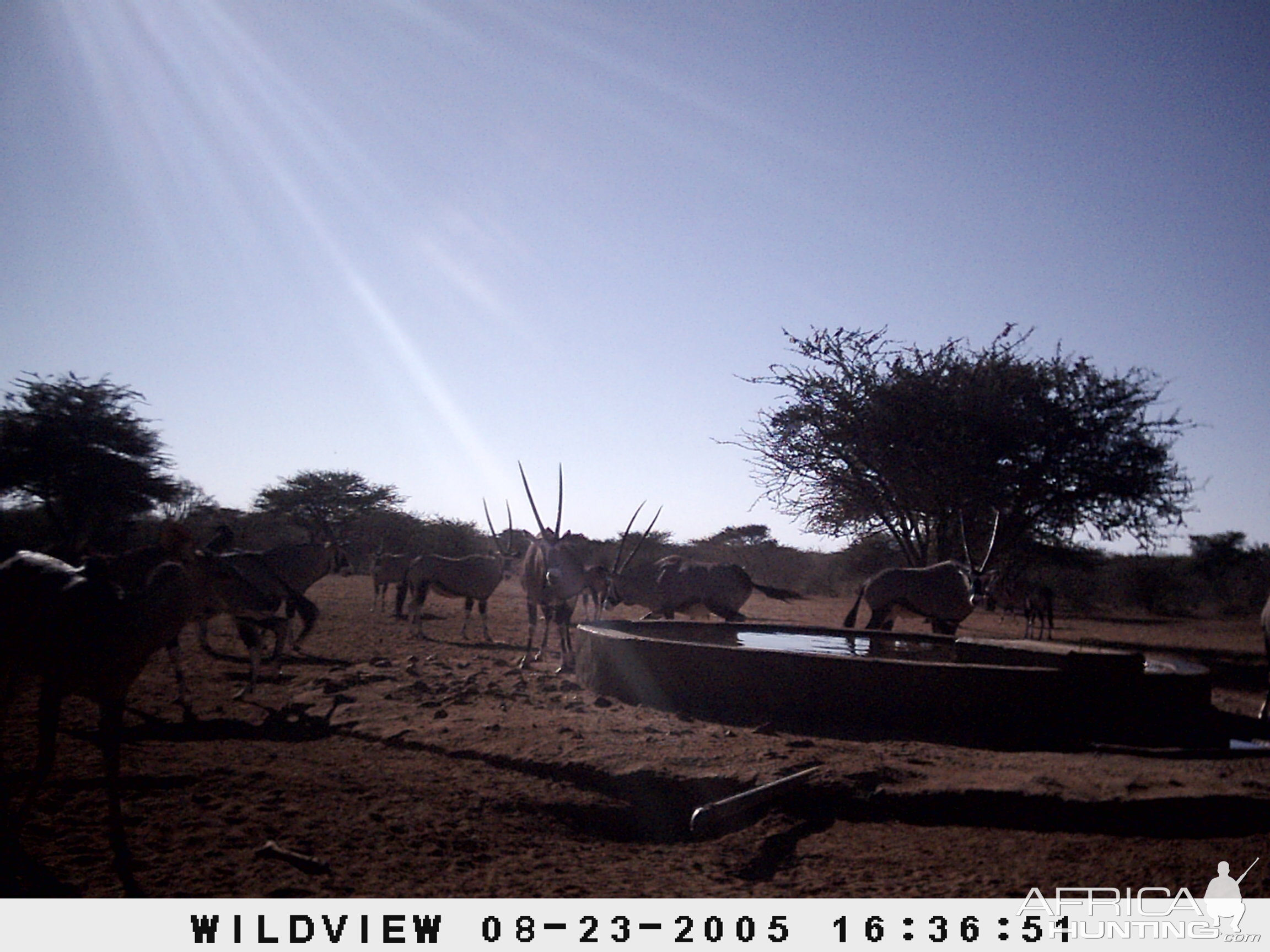 Gemsboks, Namibia