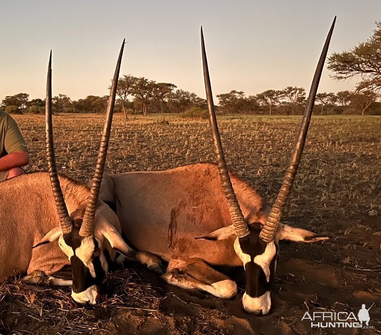 Gemsbuck Hunt Namibia